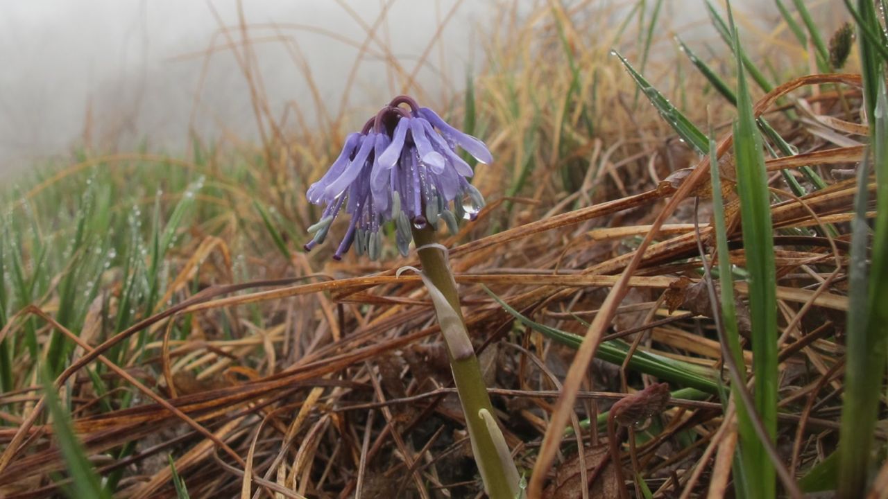 Die Heloniopsis tubiflora fuse, eine in Südkorea endemische Pflanze, abgebildet in Yongneup in der DMZ.