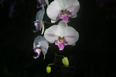 Nahaufnahme einer blassrosa Orchidee