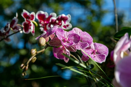 Auffällige Phalaenopsis-Orchideen auf der Orchideenschau.