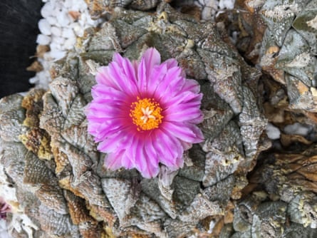 Ein Kaktus mit einer rosa Blume