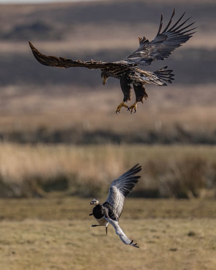 Von Wild Isles, eine seltene Sichtung eines Seeadlers, der eine Weißwangengans jagt.