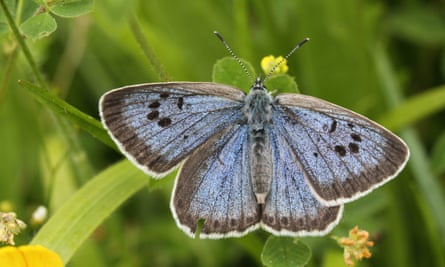 Der wieder eingeführte große blaue Schmetterling im Green Down Somerset Wildlife Trust Reserve.