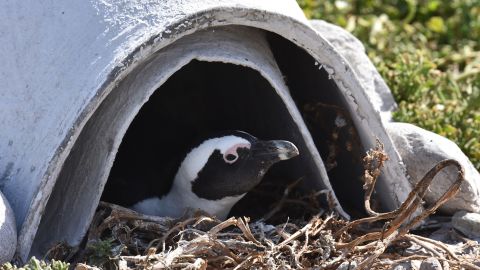 Afrikanische Pinguine schützen ihre Eier in künstlichen Nestern.