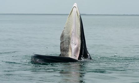 Fütterung eines Brydewals im Golf von Thailand