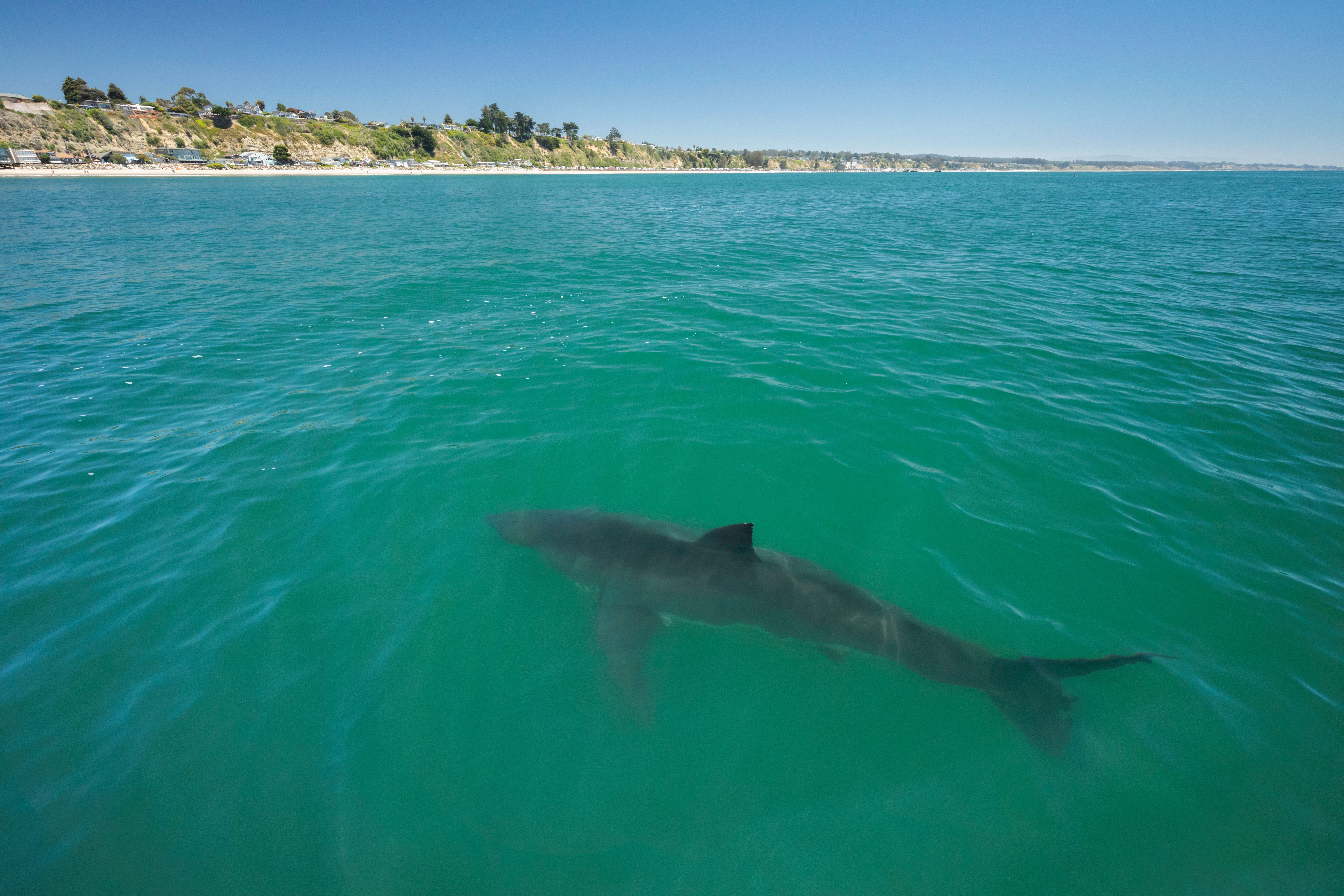 Ein Weißer Hai schwimmt in der Nähe des Strandes in Monterey Bay, Kalifornien.