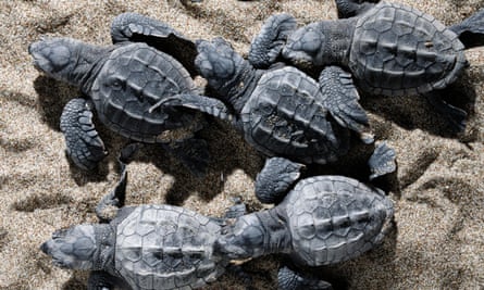 Jungtiere der Unechten Karettschildkröte, die in Richtung Meer gehen.