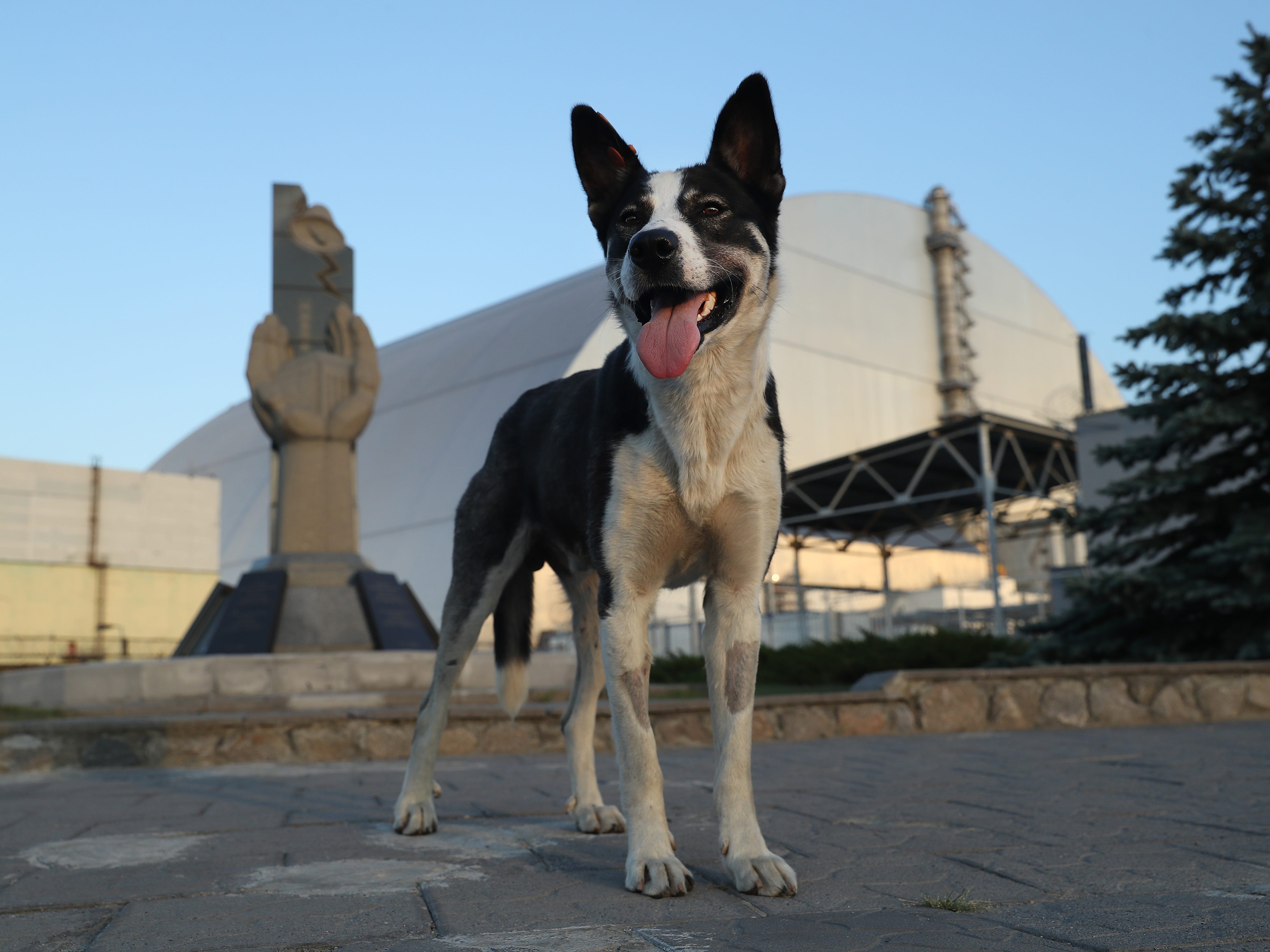 Ein streunender Hund steht am 18. August 2017 in der Nähe von Tschernobyl, Ukraine, an einem Denkmal vor dem neuen, riesigen Gehege, das den zerstörten Reaktor Nummer vier im Kernkraftwerk Tschernobyl bedeckt
