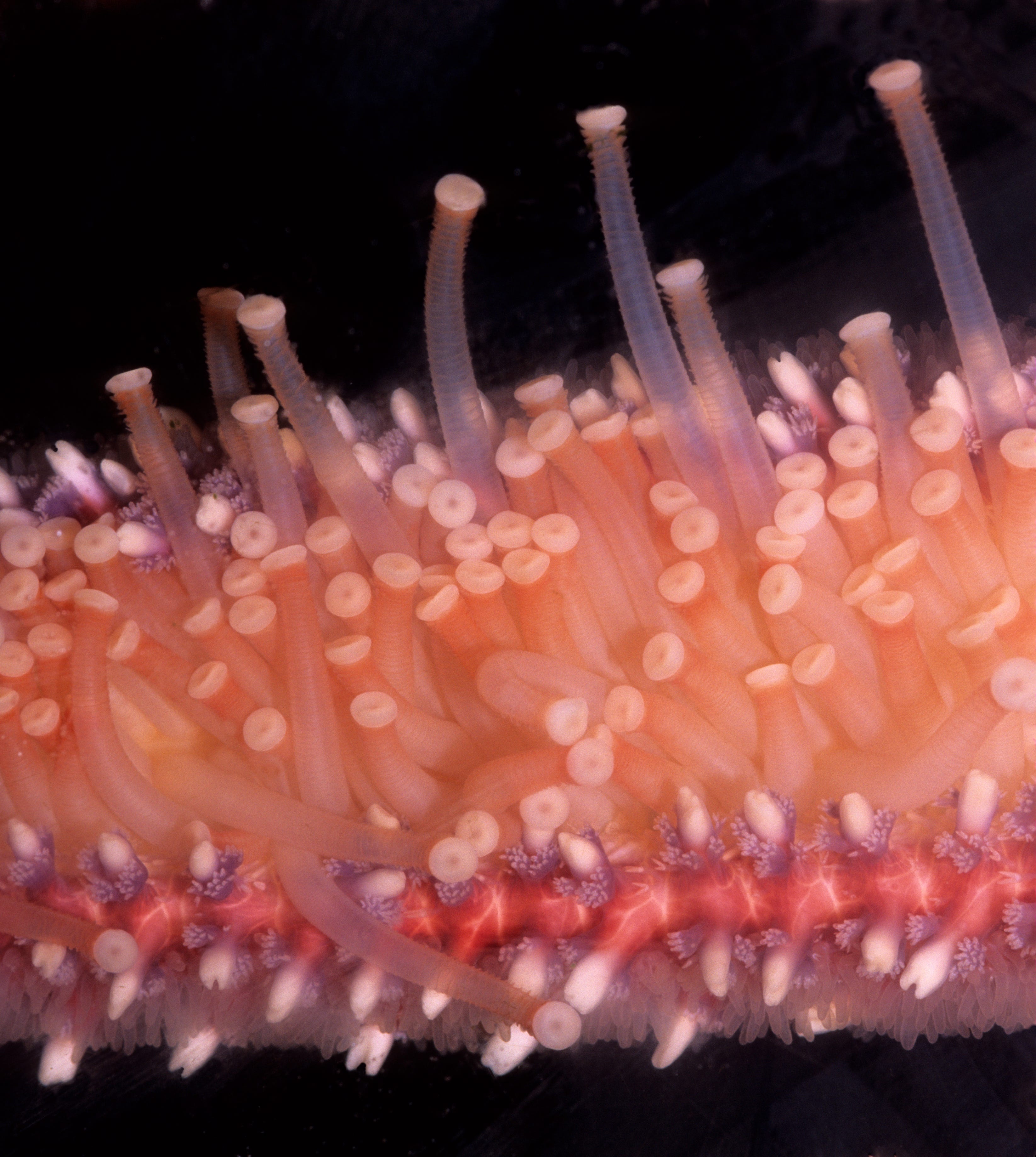 TUBE FEET verwendet in einer SEA STARS (Star Fish) FORTBEWEGUNG und PREDATION.  Dieses Bild zeigt: RÖHRENFÜSSE, PEDICELLARIAE (Zangen), SPINES und DERMAL GILLS auf der Unterseite eines Sea Star-Arms.  Sonnenblumen-Seestern (Pycnopodia helianthoides).  Dieser Seestern ist ein schnelles, gefräßiges Raubtier, das Muscheln (Muscheln und Miesmuscheln) und andere Meeresorganismen jagen kann.  Seesterne sind Stachelhäuter (stachelhäutige Tiere), die ein Wassergefäßsystem haben.  Oregon-Küste