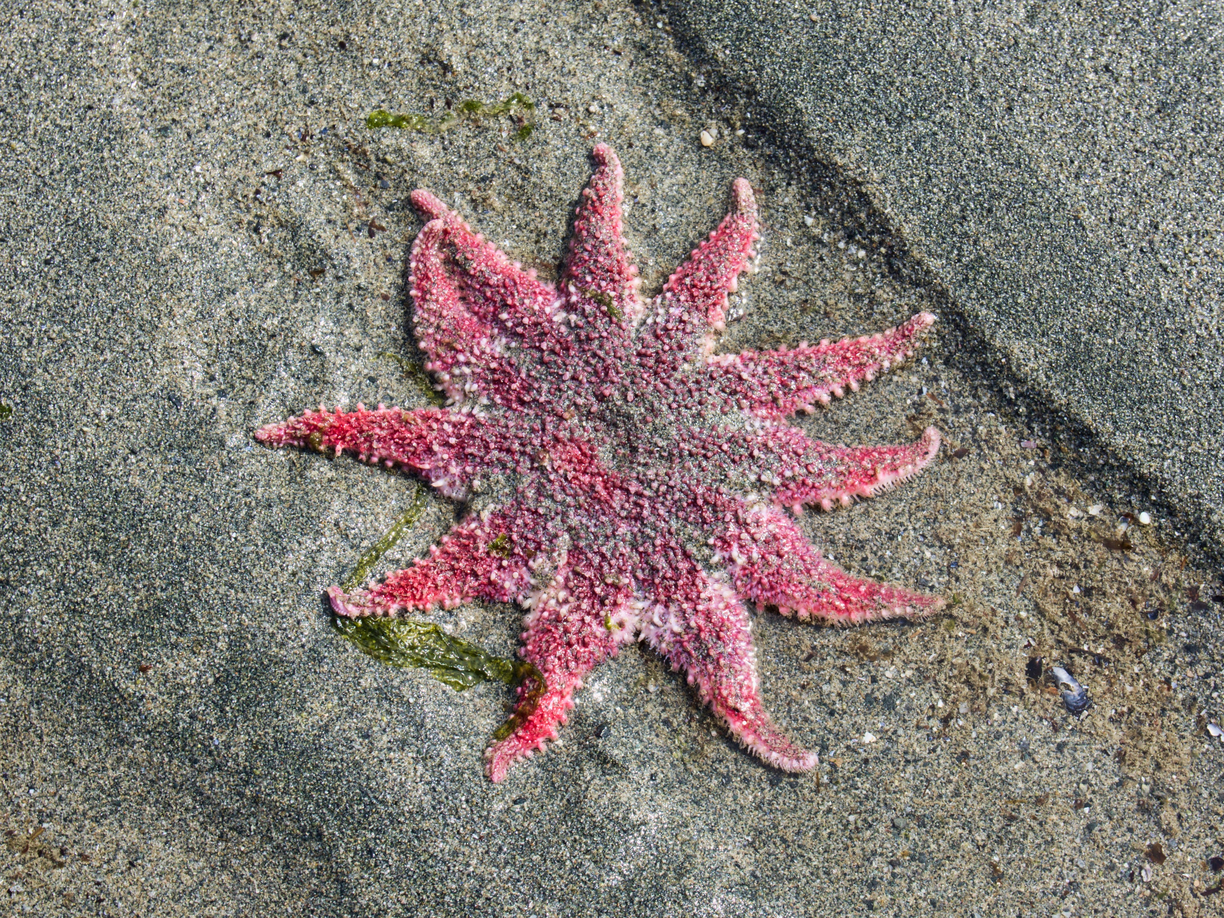Sunflower Sea Star Seestern am südöstlichen Strand von Alaska bei Ebbe.
