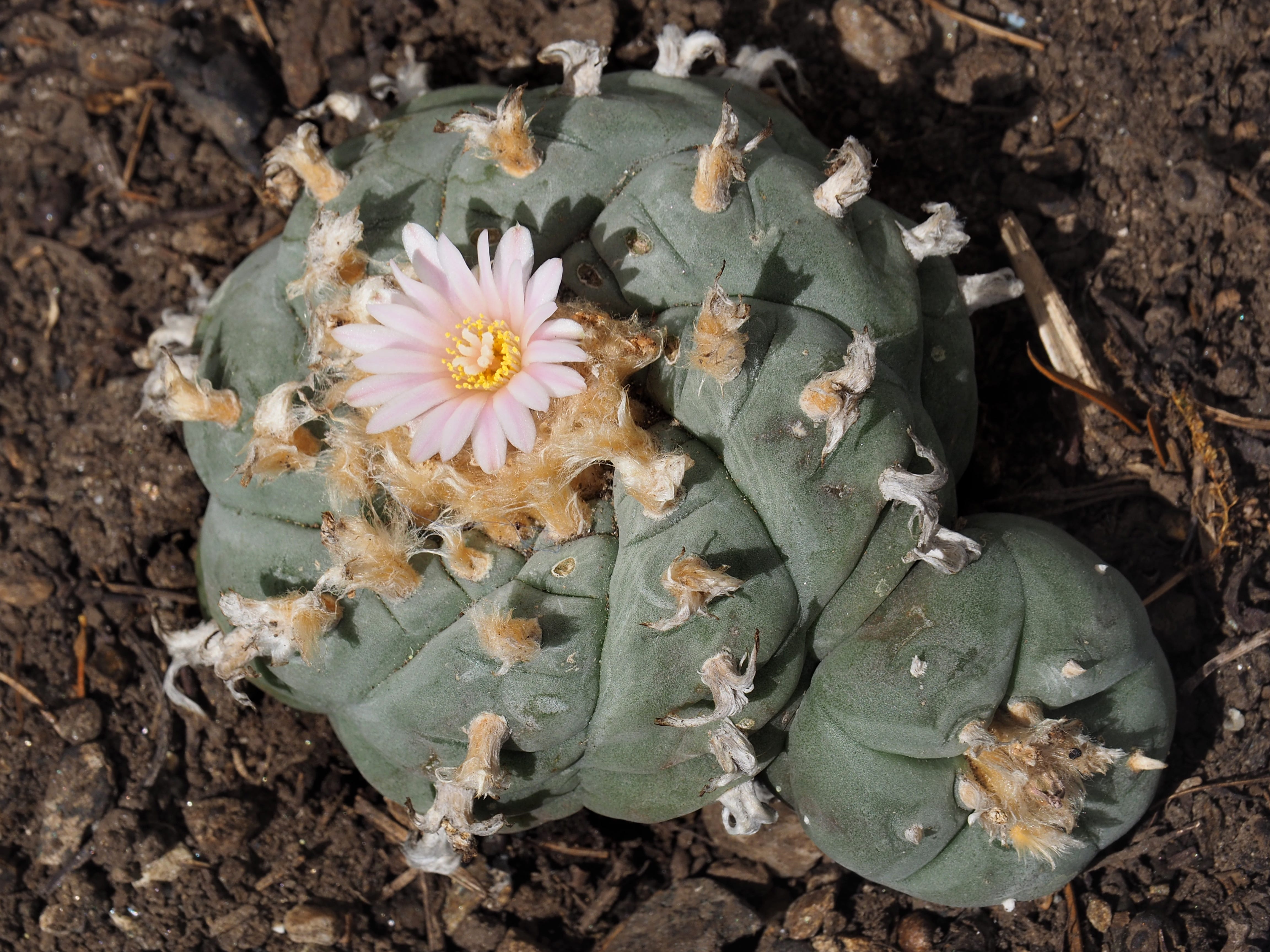 Ein Foto eines blühenden Peyote-Kaktus.