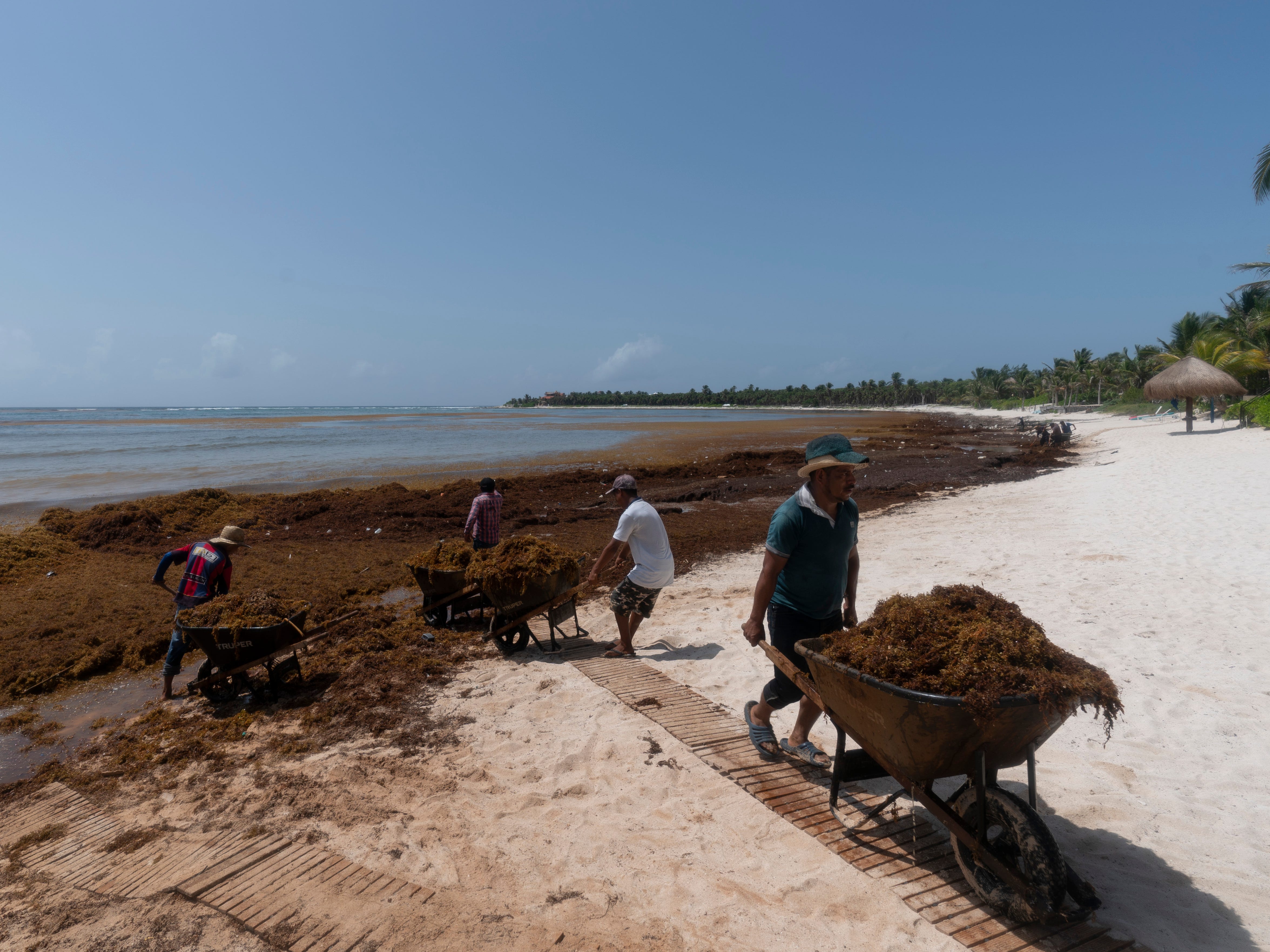 Arbeiter, die von Anwohnern eingestellt wurden, entfernen Sargassum-Algen aus der Bucht von Soliman, nördlich von Tulum, Bundesstaat Quintana Roo, Mexiko, Mittwoch, 3. August 2022.
