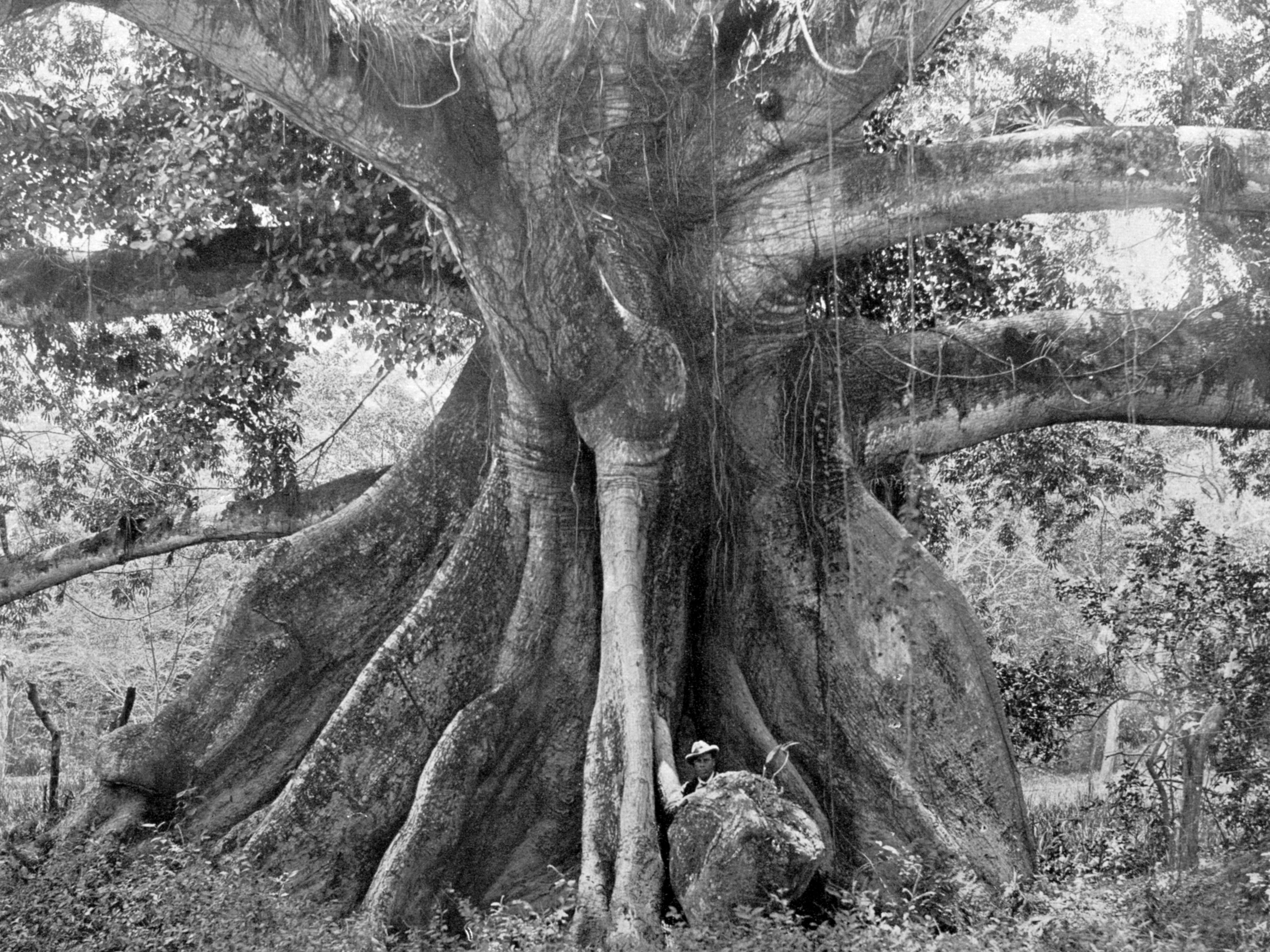 Seidenbaumwollbaum in Jamaika