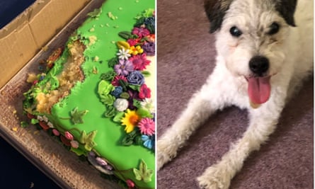 Ein Rentenkuchen im Wert von 200 Pfund und der Übeltäter, ein Parson-Russell-Terrier