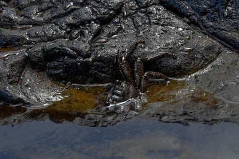 Eine mit Öl bedeckte Krabbe in einem Felsenbecken bei Buhay na Tubig