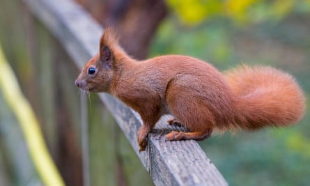 Ein rotes Eichhörnchen auf der Isle of Wight.