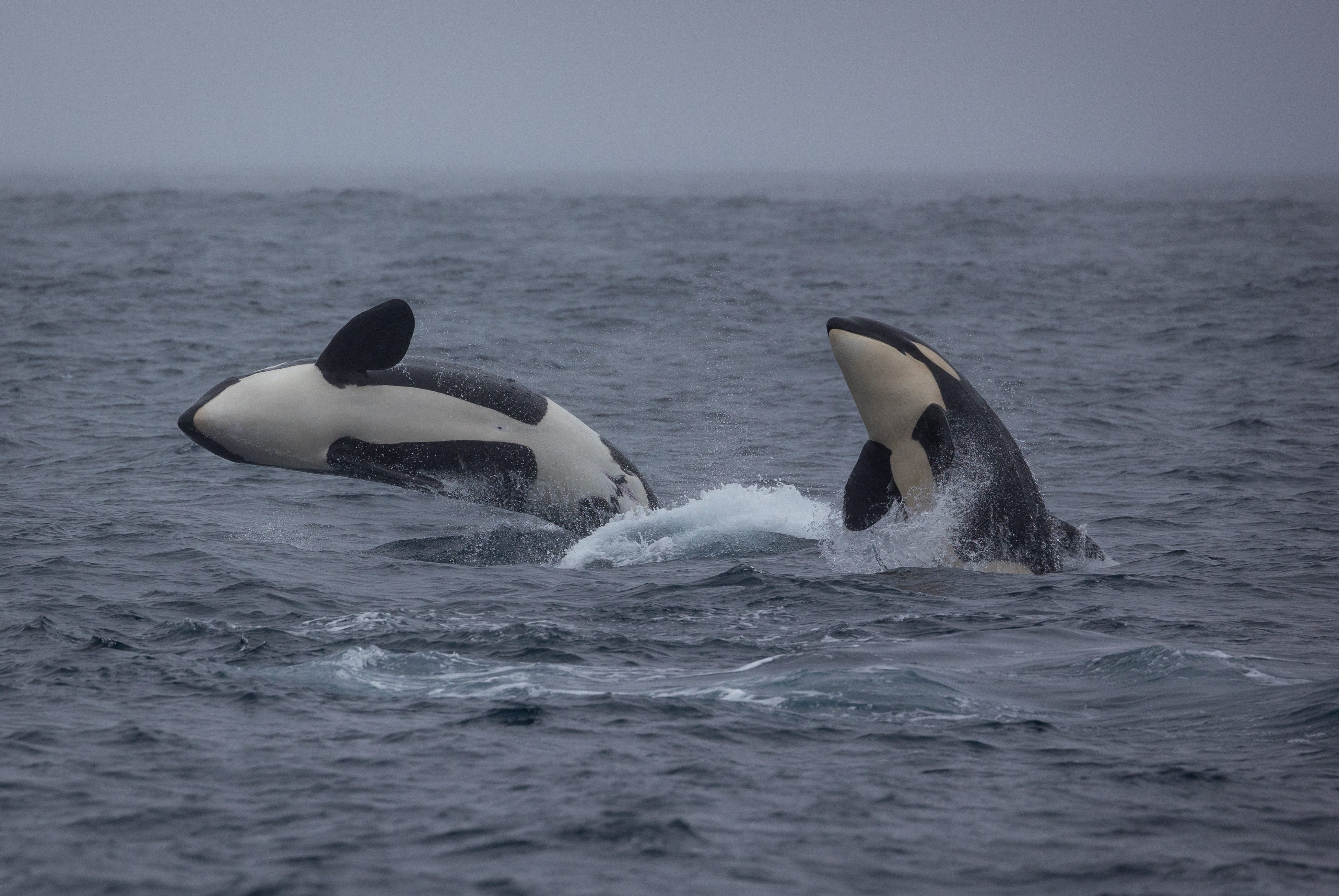 Zwei Orcas brechen durch.