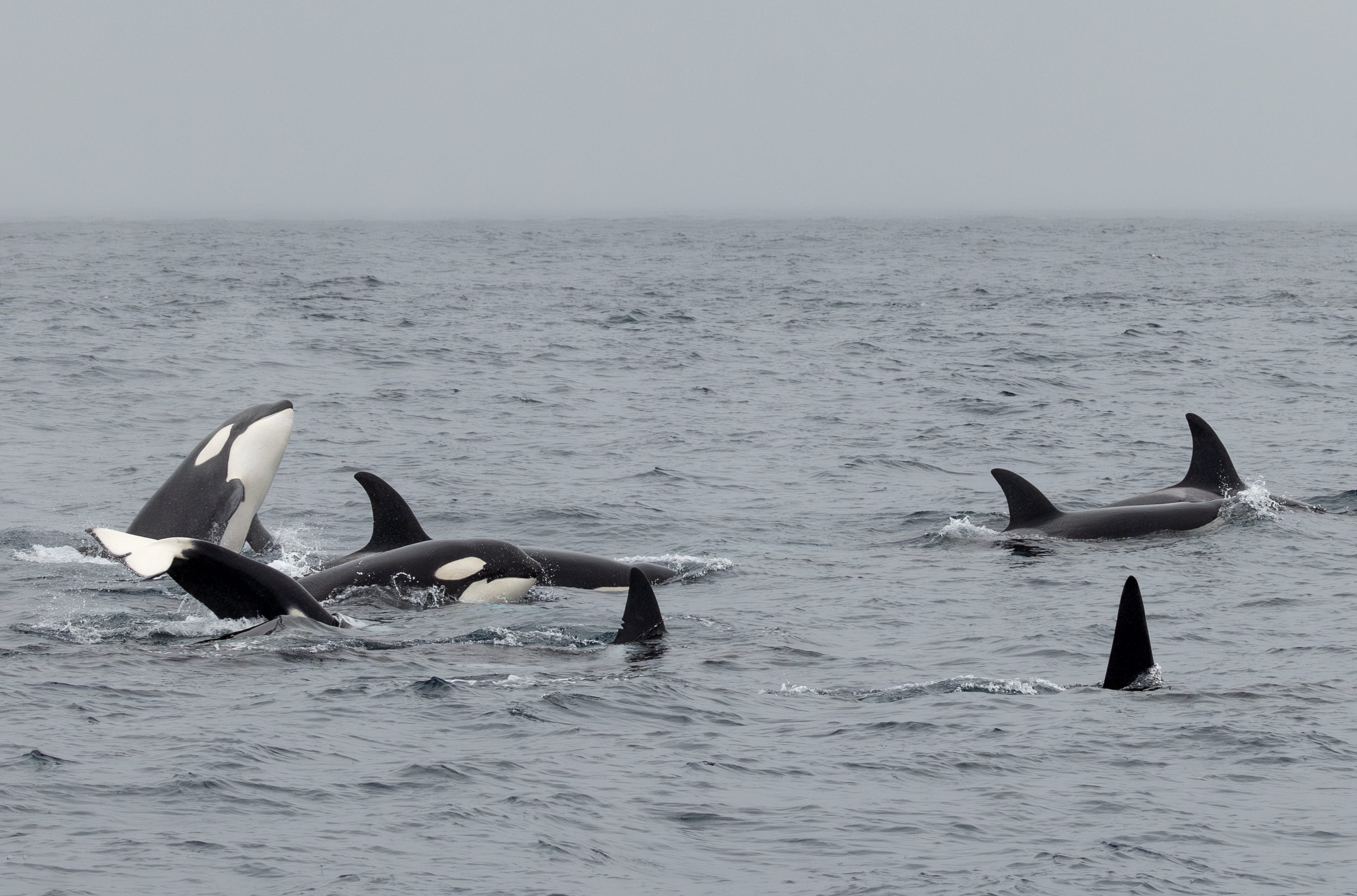 Eine Gruppe Killerwale im Ozean