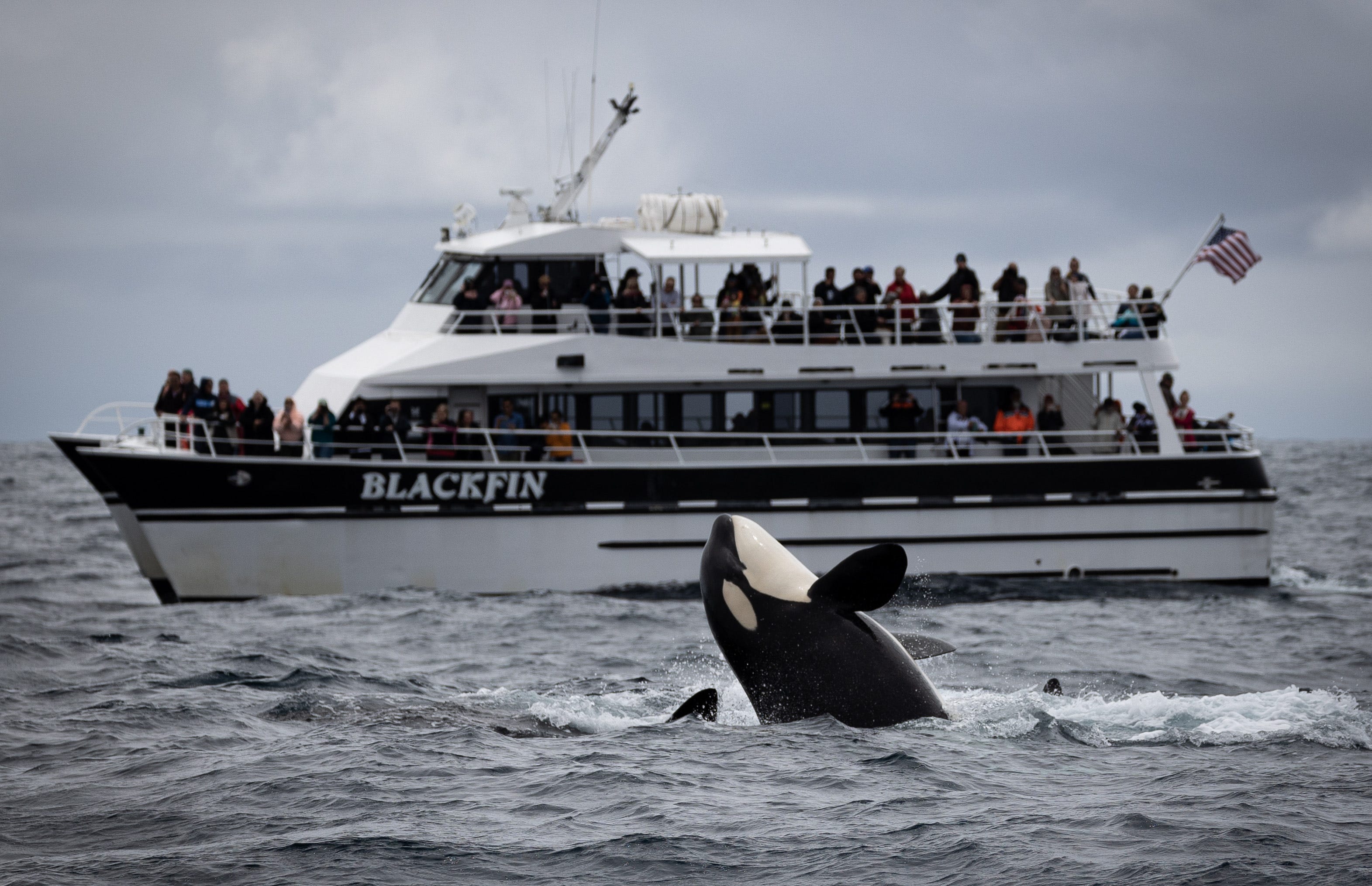 Killerwal bricht neben einem Boot aus.
