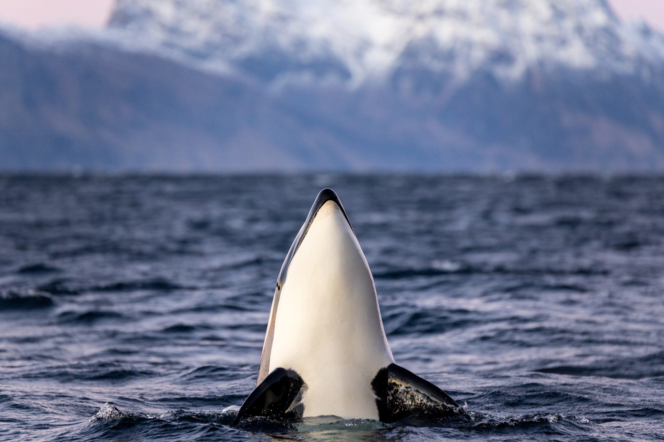 Killerwal taucht aus dem Wasser auf und zeigt seinen weißen Unterbauch.