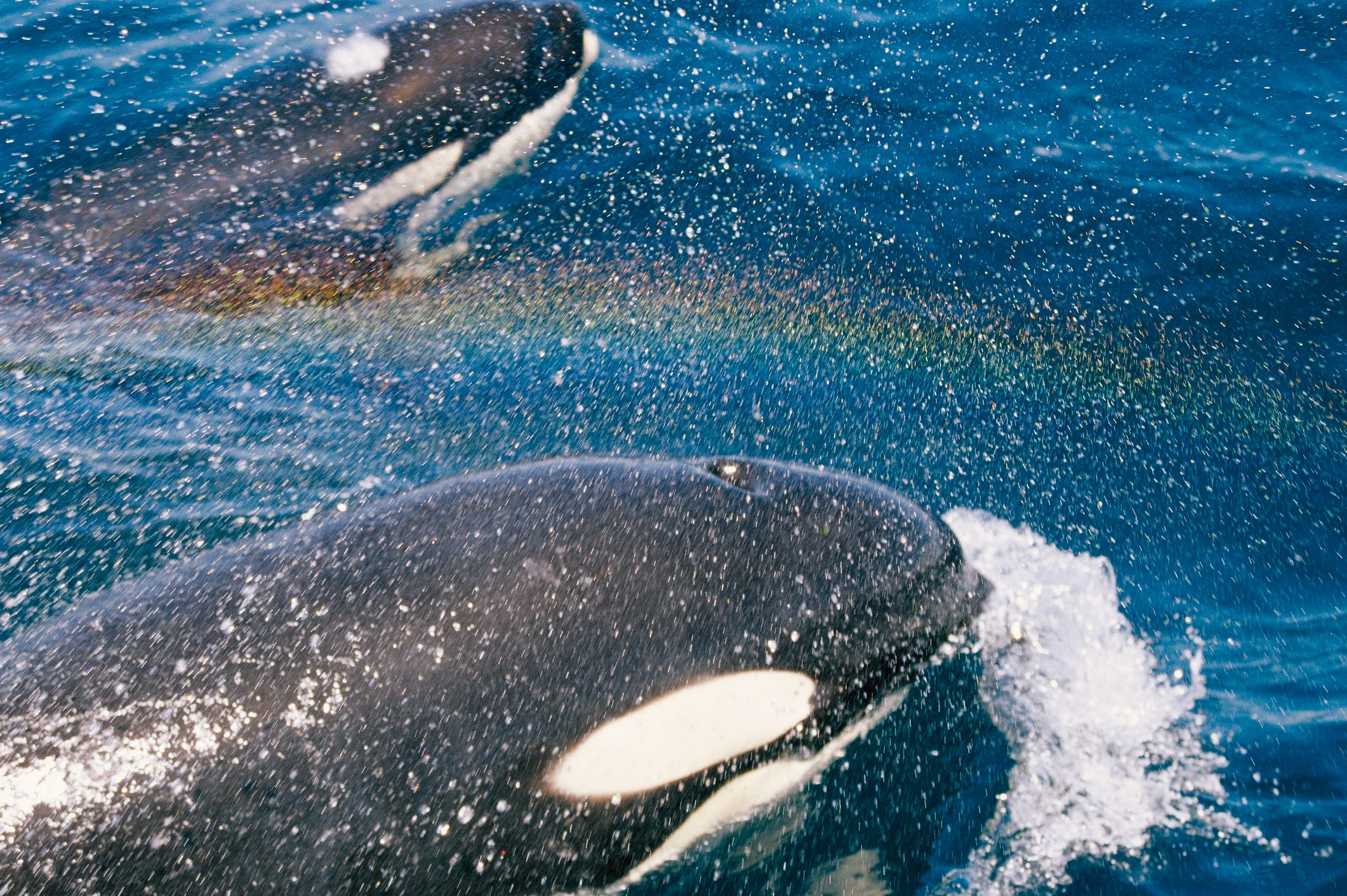 Zwei Orcas schwimmen im Wasser mit einem Regenbogen dazwischen.