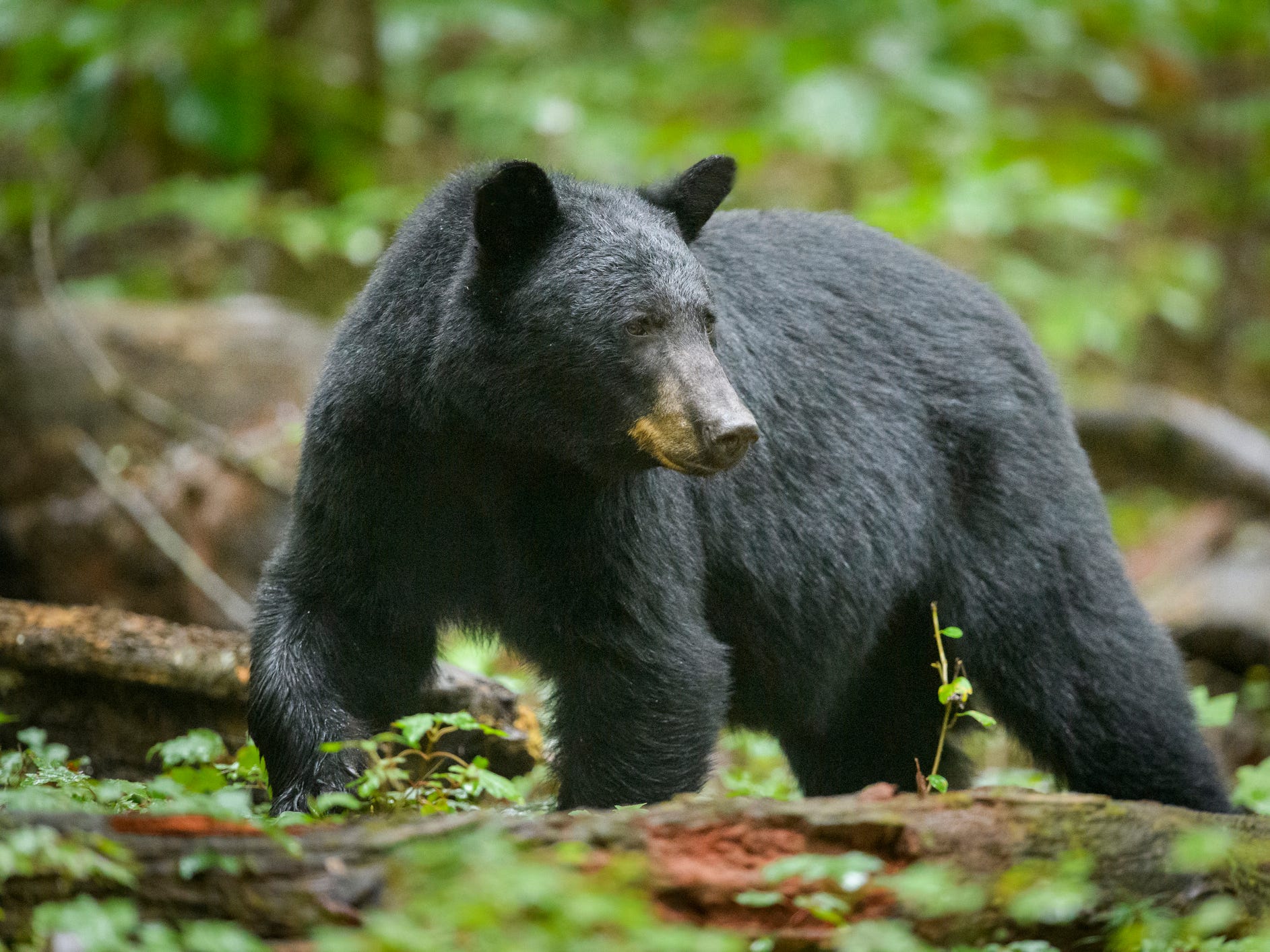 Ein großer Schwarzbär wandert durch die Wälder des Great-Smoky-Mountains-Nationalparks.