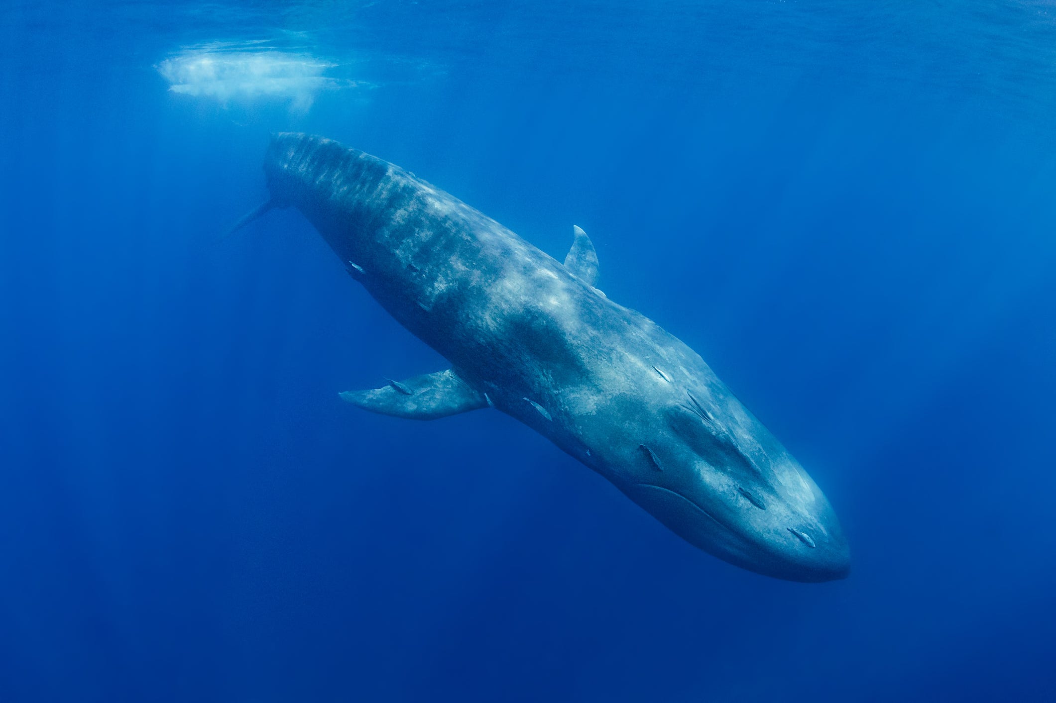 Foto eines Blauwals, der unter Wasser schwimmt.