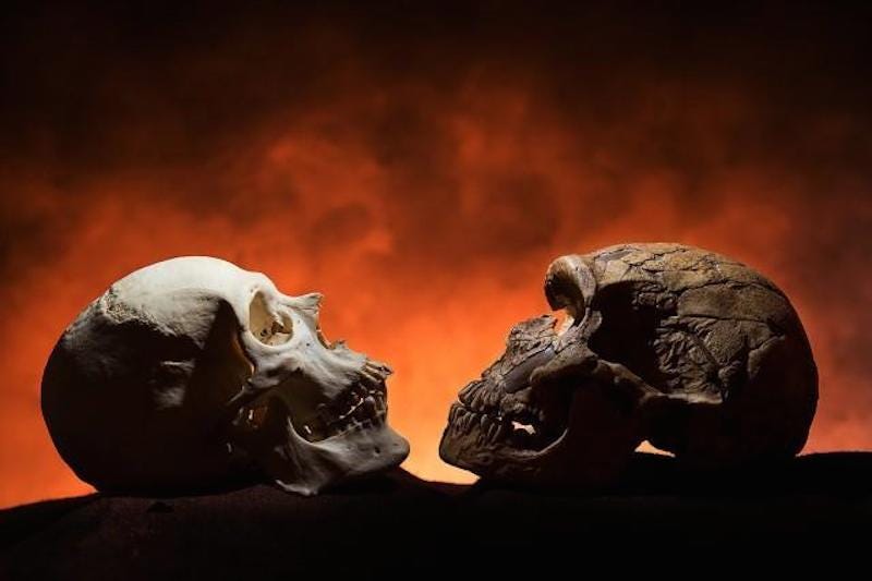 menschliche Neandertaler-Schädel