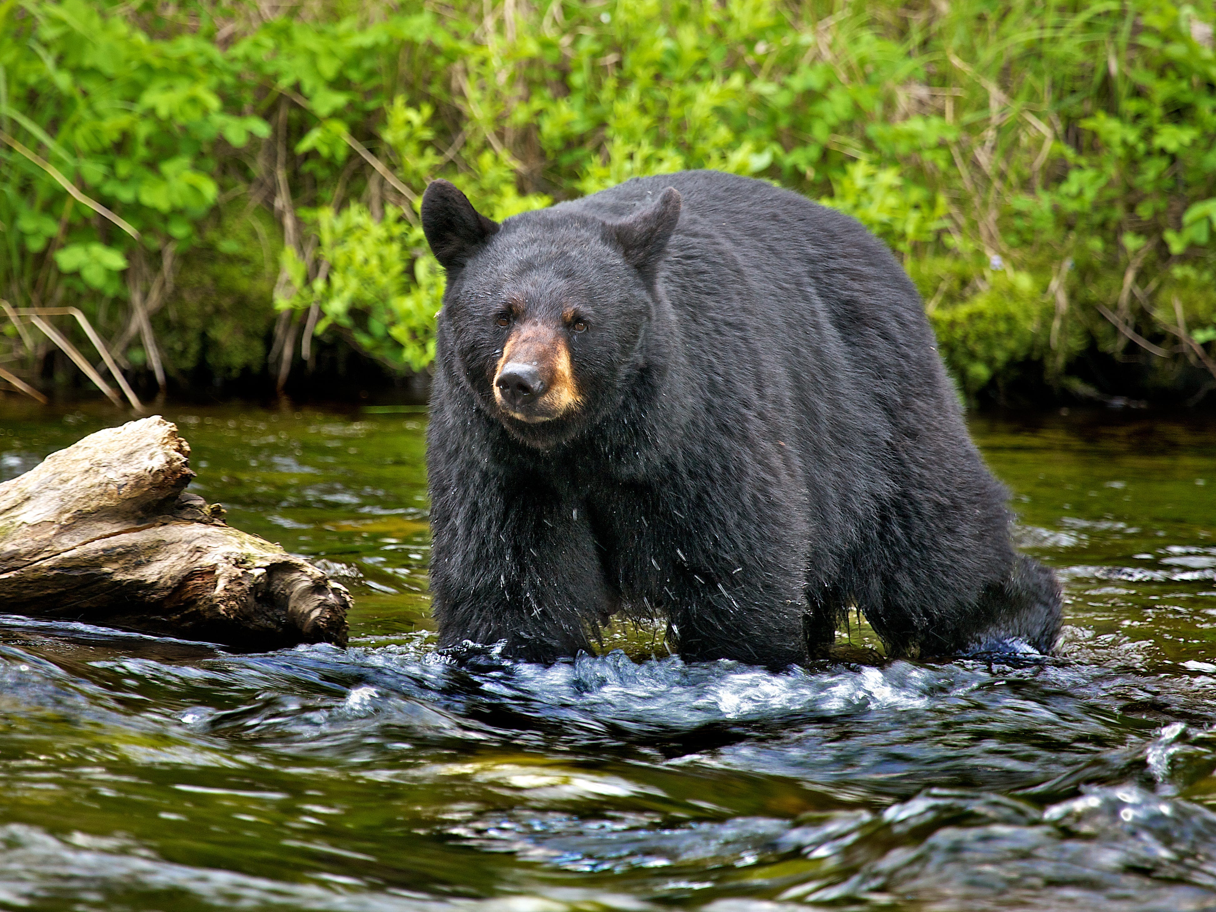 Ein amerikanischer Schwarzbär in Kenia, Alaska.