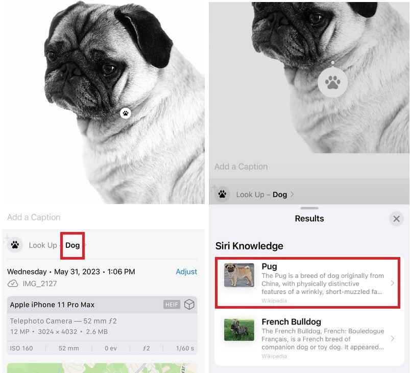 Visual Look Up kann Ihnen derzeit die Rasse eines Hundes sagen, den Sie fotografiert haben – die Fotos-App in iOS 17 entschlüsselt Symbole auf Wäscheanhängern und Auto-Armaturenbrettern