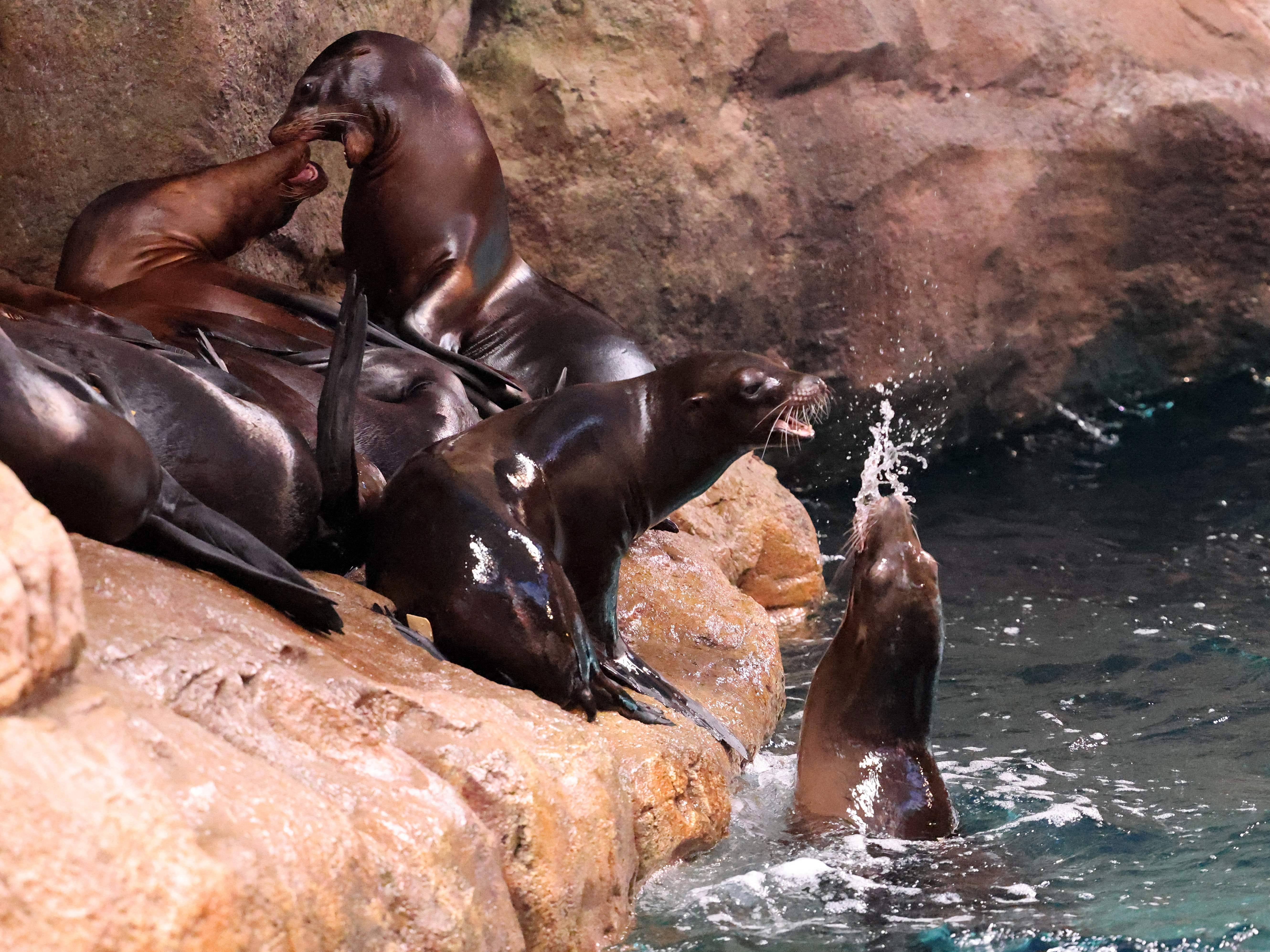 Eine Gruppe Seelöwen ruht auf einer braunen Felsplattform, während einer in der Nähe im Wasser schwimmt