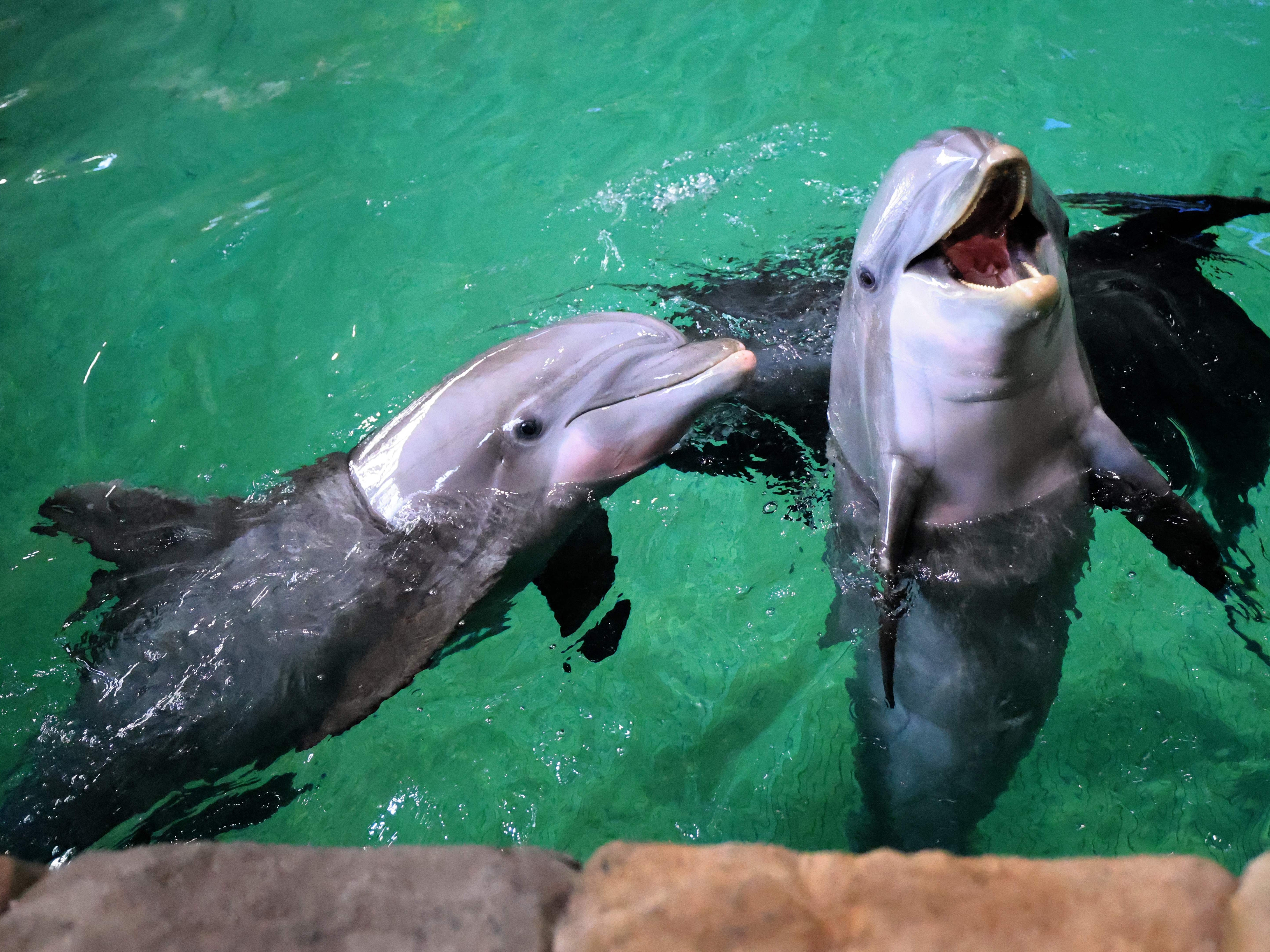 Am 21. Mai 2023 treten Delfine im Meereslebens-Themenpark SeaWorld auf der Yas-Insel in Abu Dhabi auf.