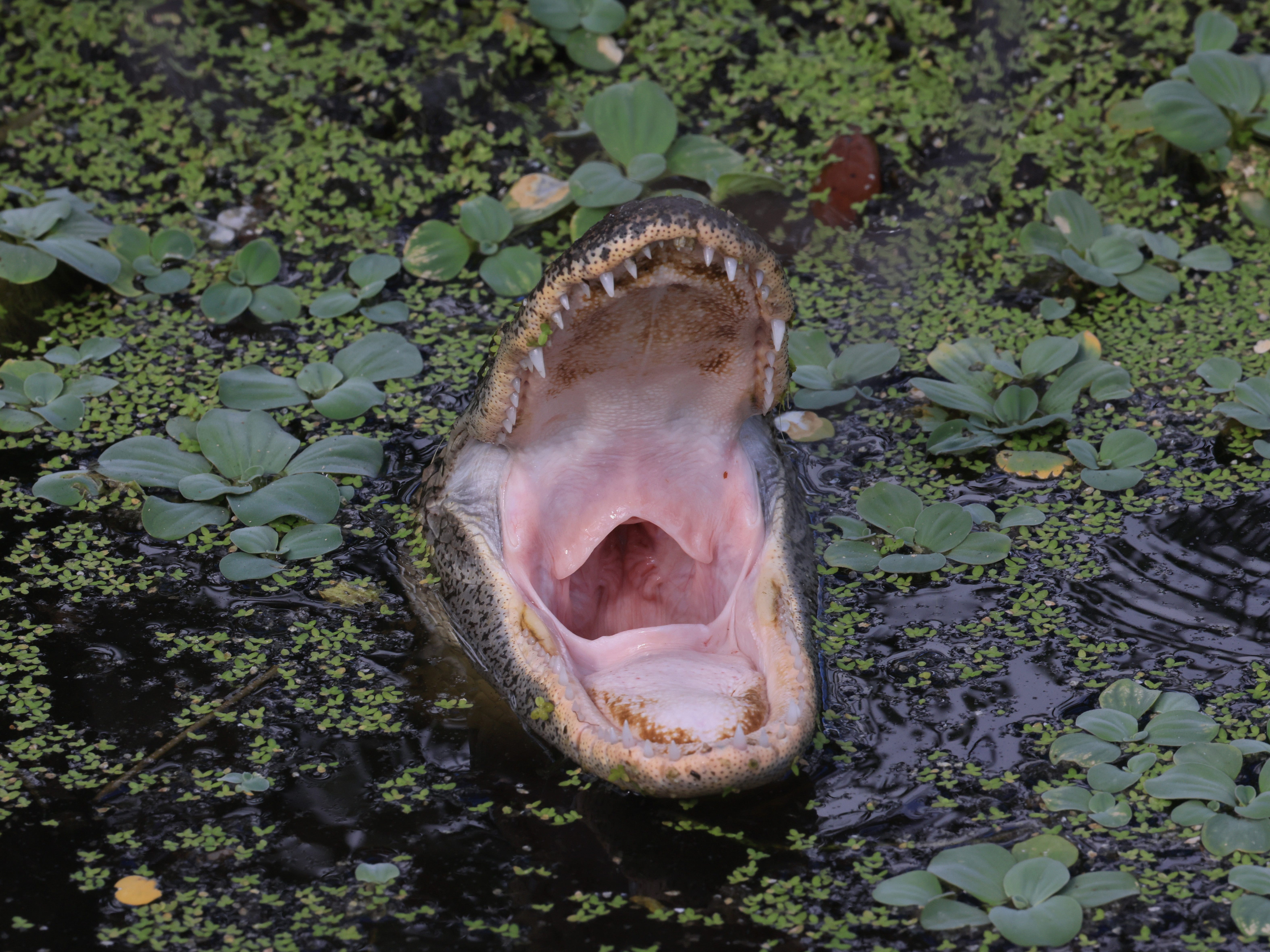 Ein Alligator bevölkert am 27. Juni 2022 in Delray Beach, Florida, die Wakodahatchee Wetlands