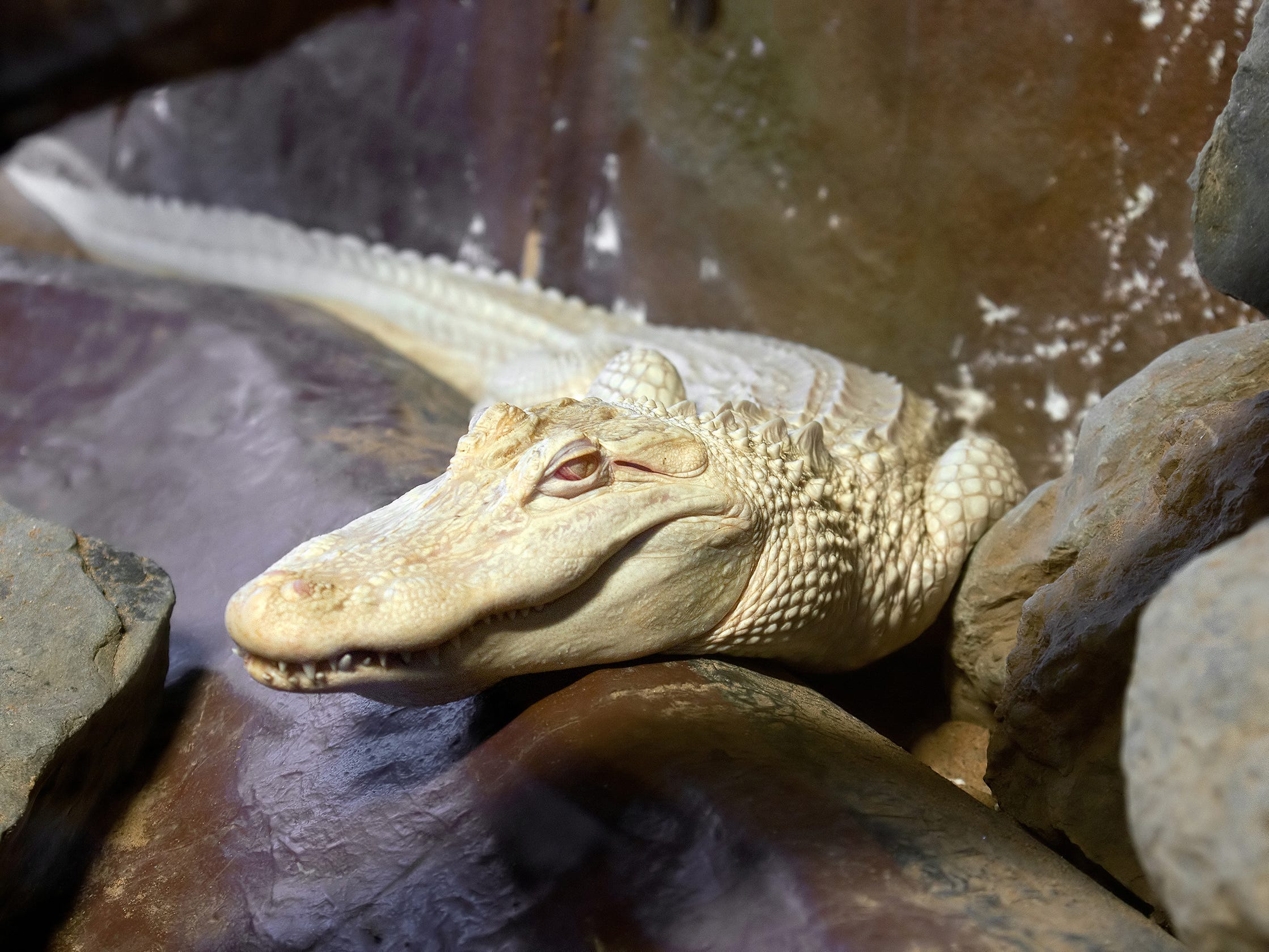 Albino-Alligator.