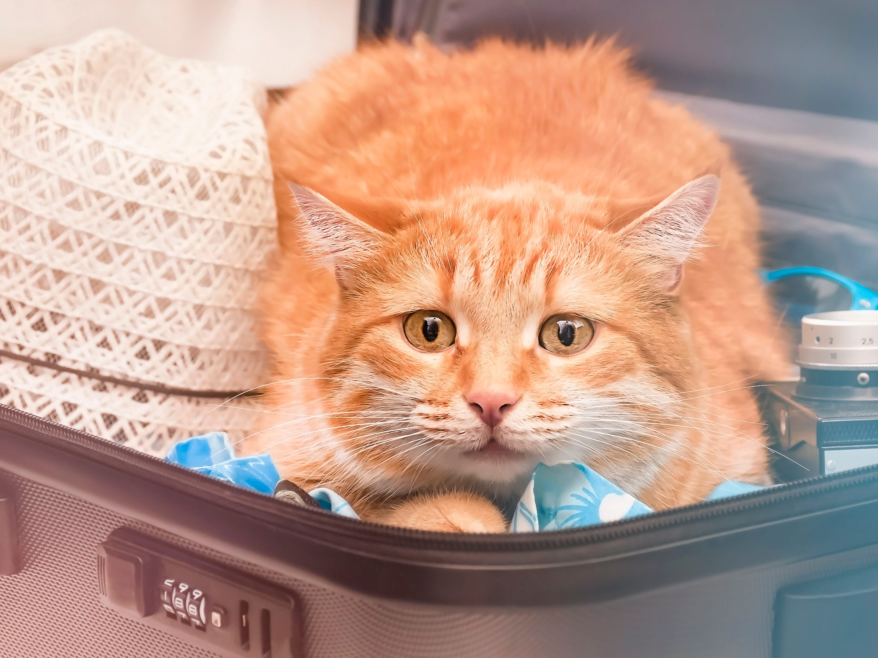 Orangefarbene Katze im Koffer.