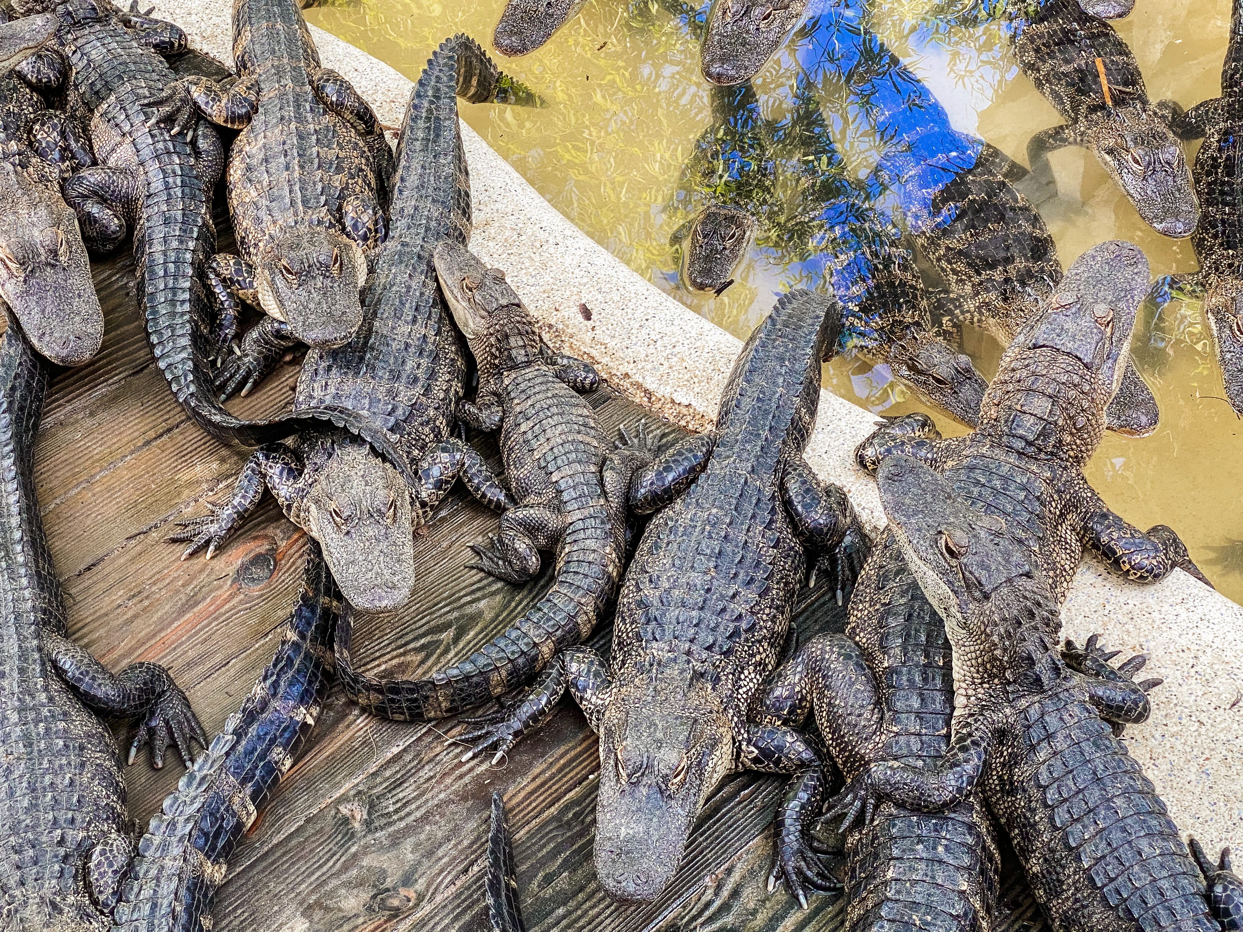 Gruppe von Alligatoren an Deck und im Wasser