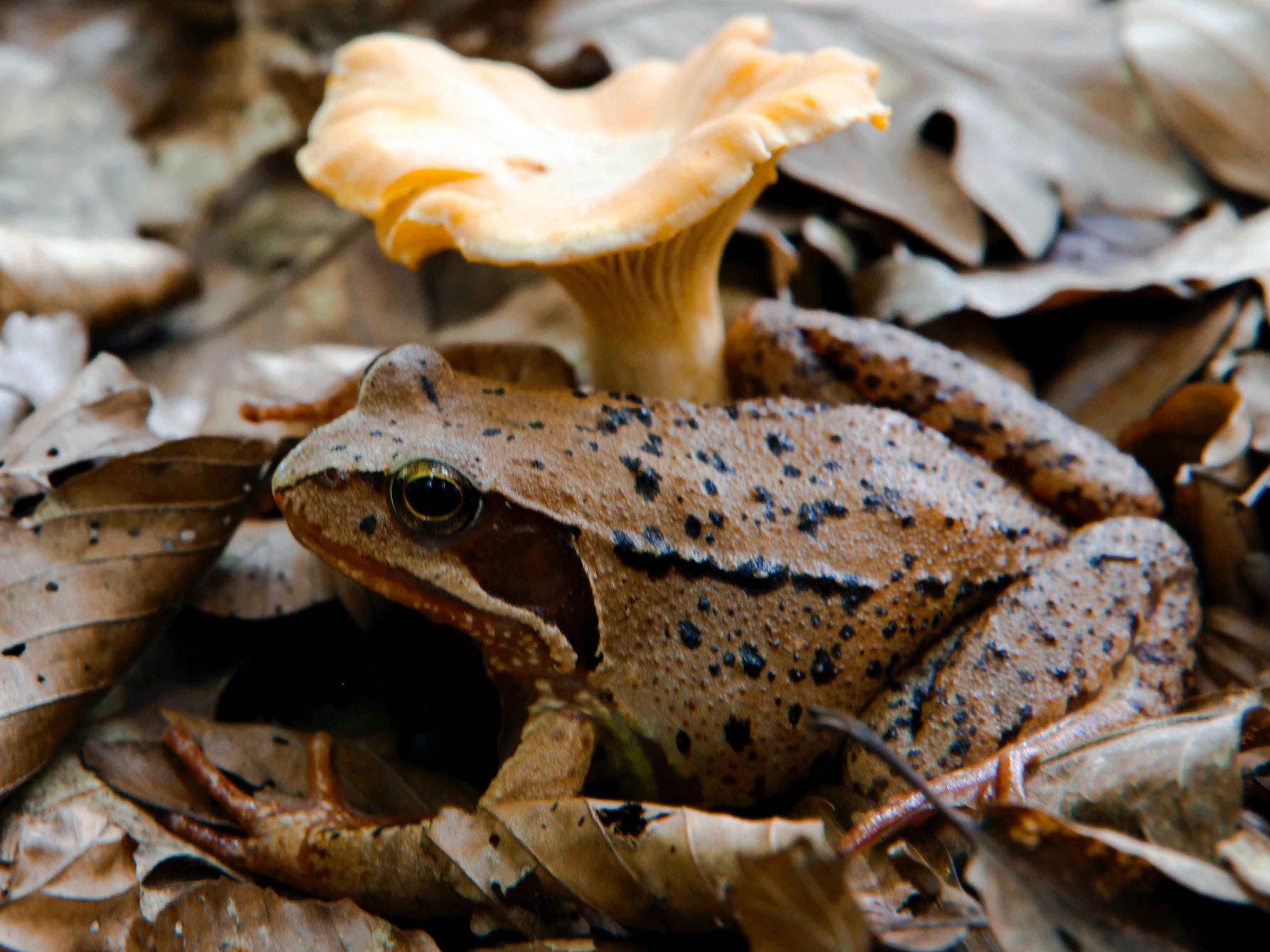 Ein brauner Waldfrosch mit schwarzen Flecken ähnelt den Blättern, auf denen er neben einem braunen Pilz sitzt