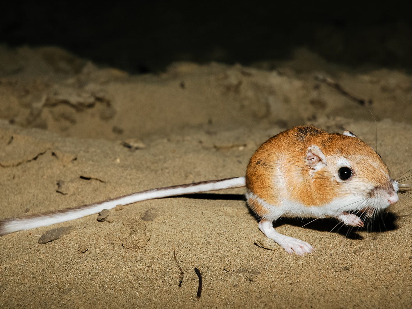 Eine braun-weiße Känguru-Ratte sitzt auf Sand