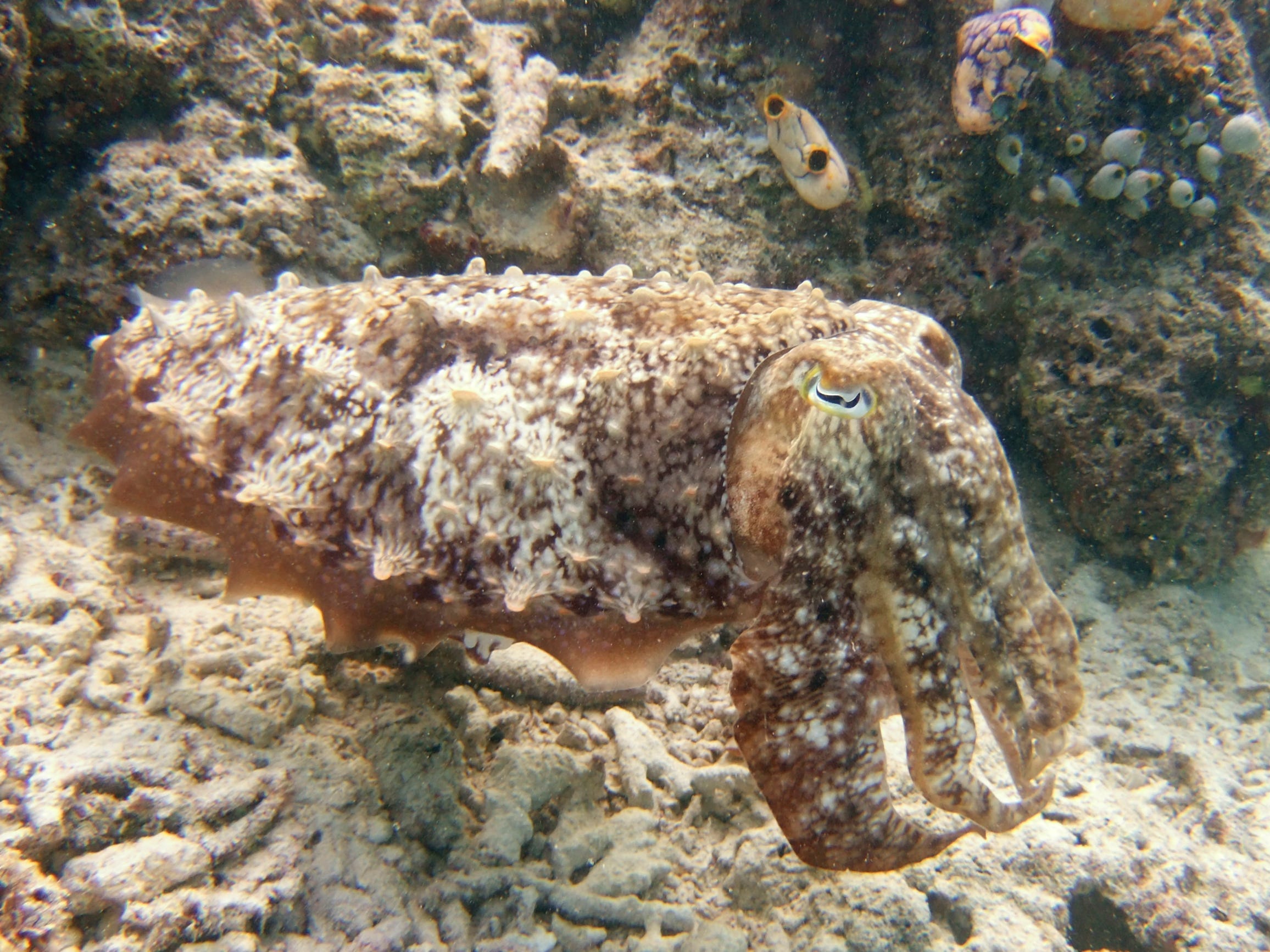 Ein bräunlicher Tintenfisch fügt sich harmonisch in seine felsige Umgebung im Celebes-Meer ein