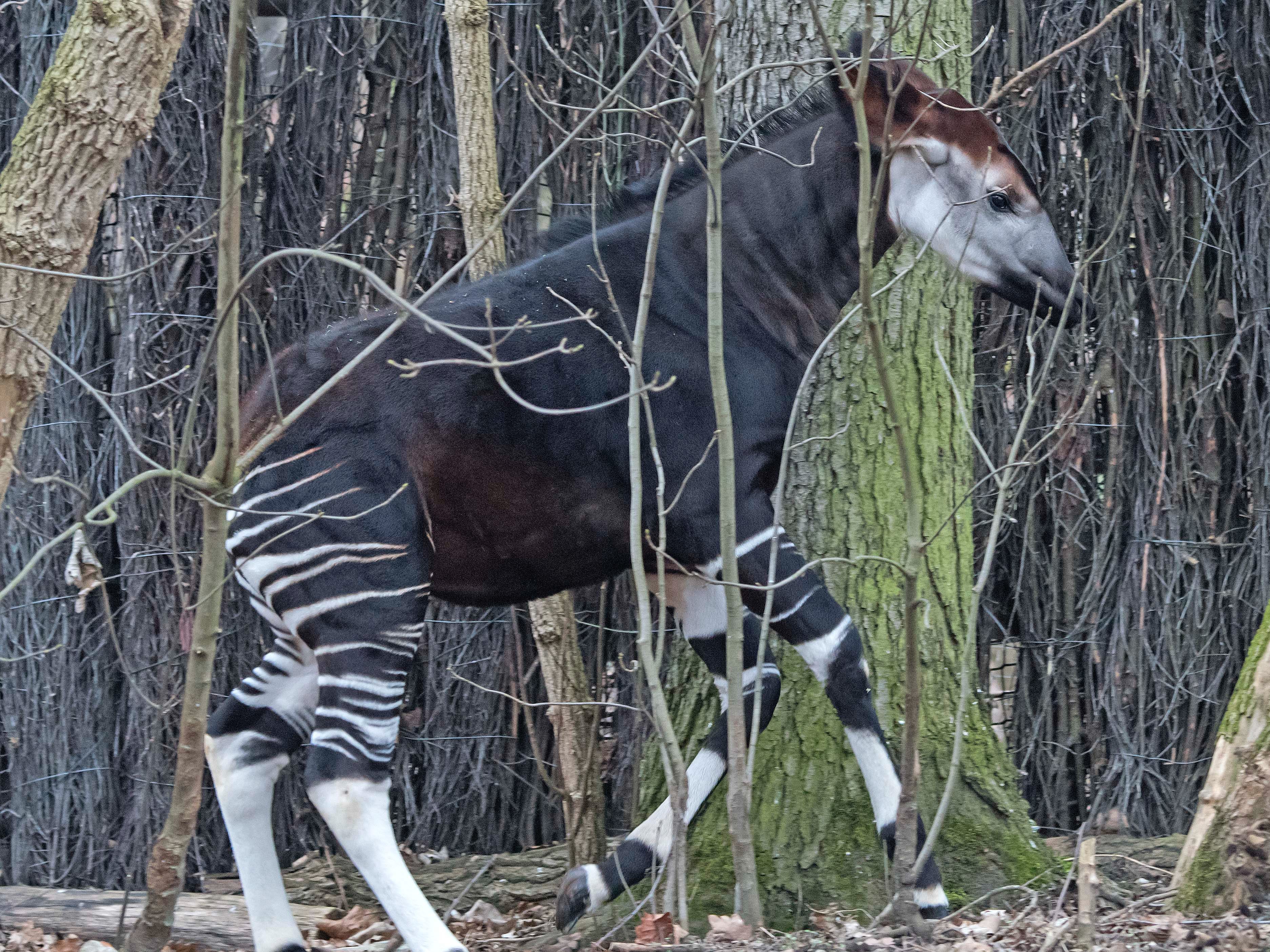 Ein schwarzes Okapi mit zebraähnlichen Streifen auf den Beinen rennt durch den Wald