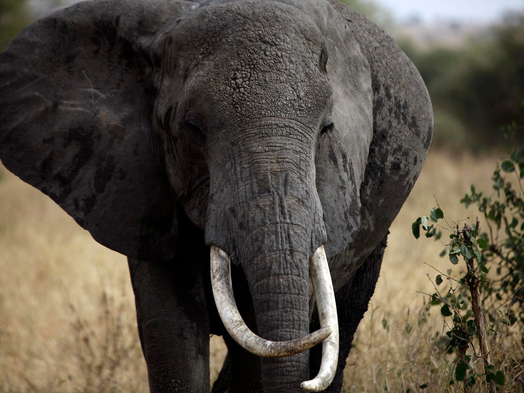 Ein afrikanischer Elefant spaziert im Tarangire-Nationalpark,