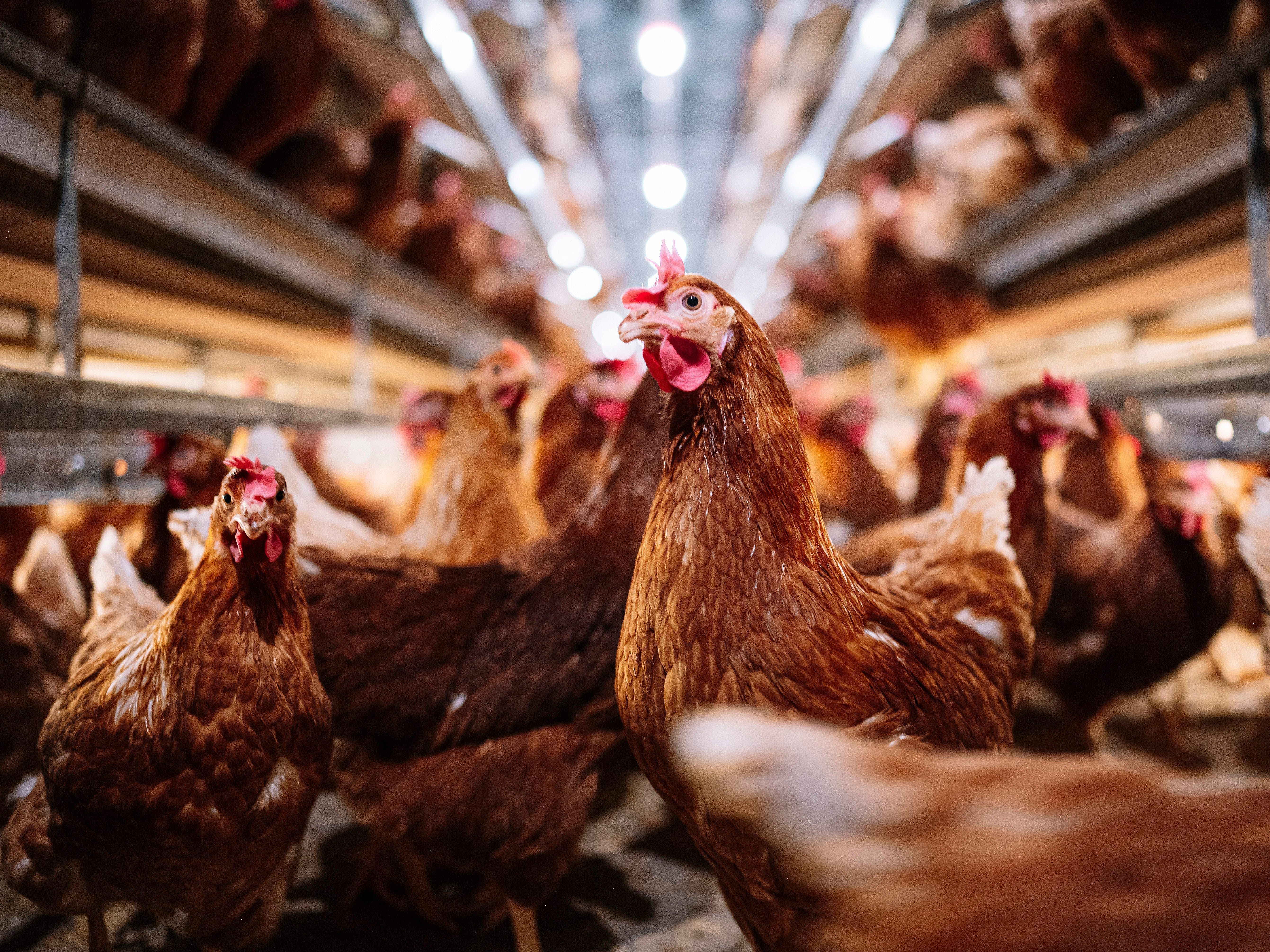 Indoor-Farm mit Hühnern, die Eier legen.  - Stockfoto