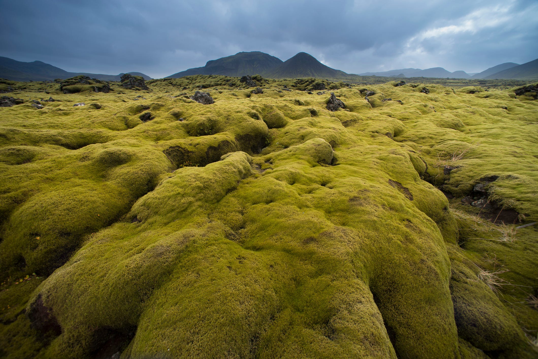 Moos wächst in Island.