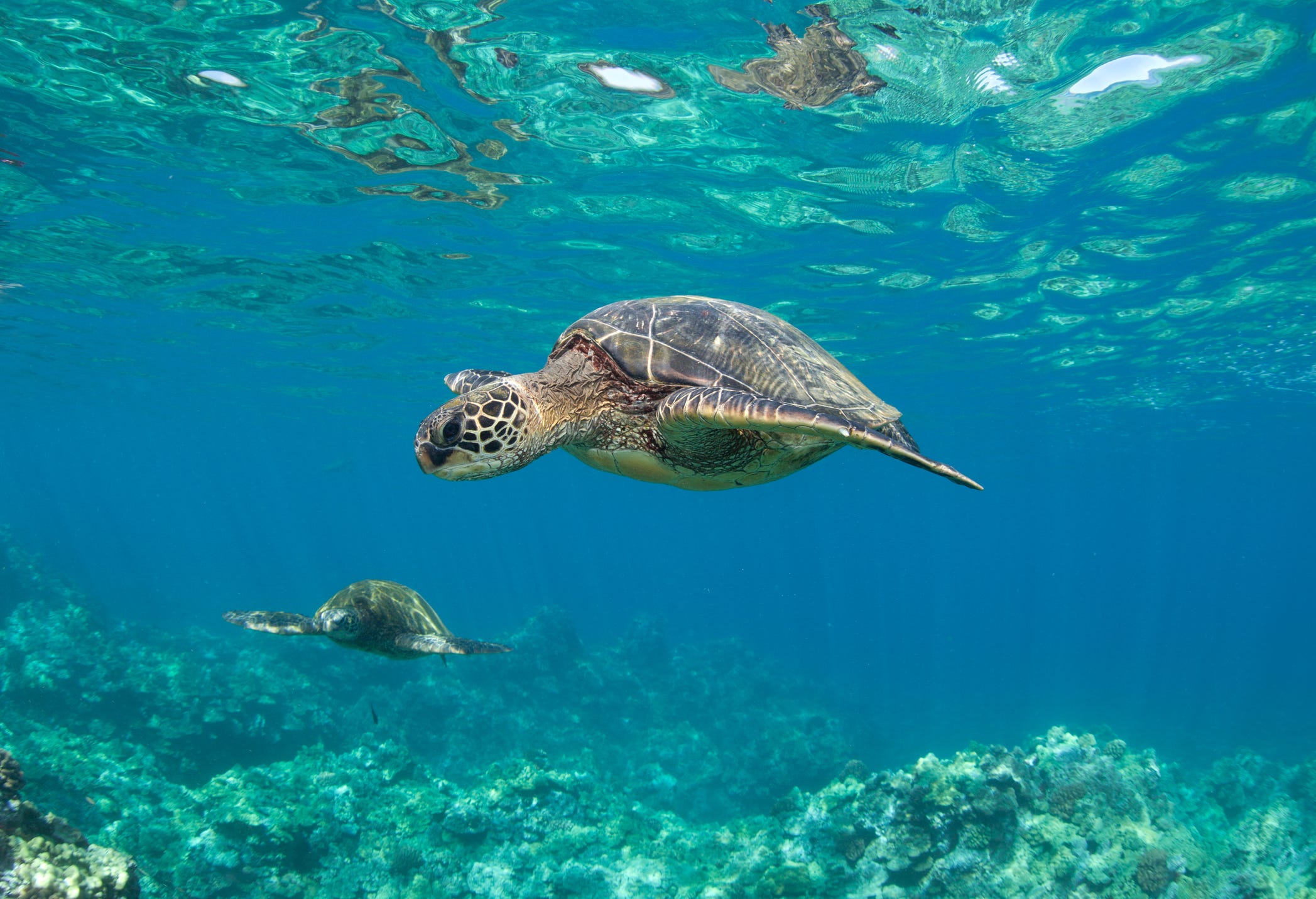 Eine Meeresschildkröte schwimmt in Kihei, Maui, Hawaii.