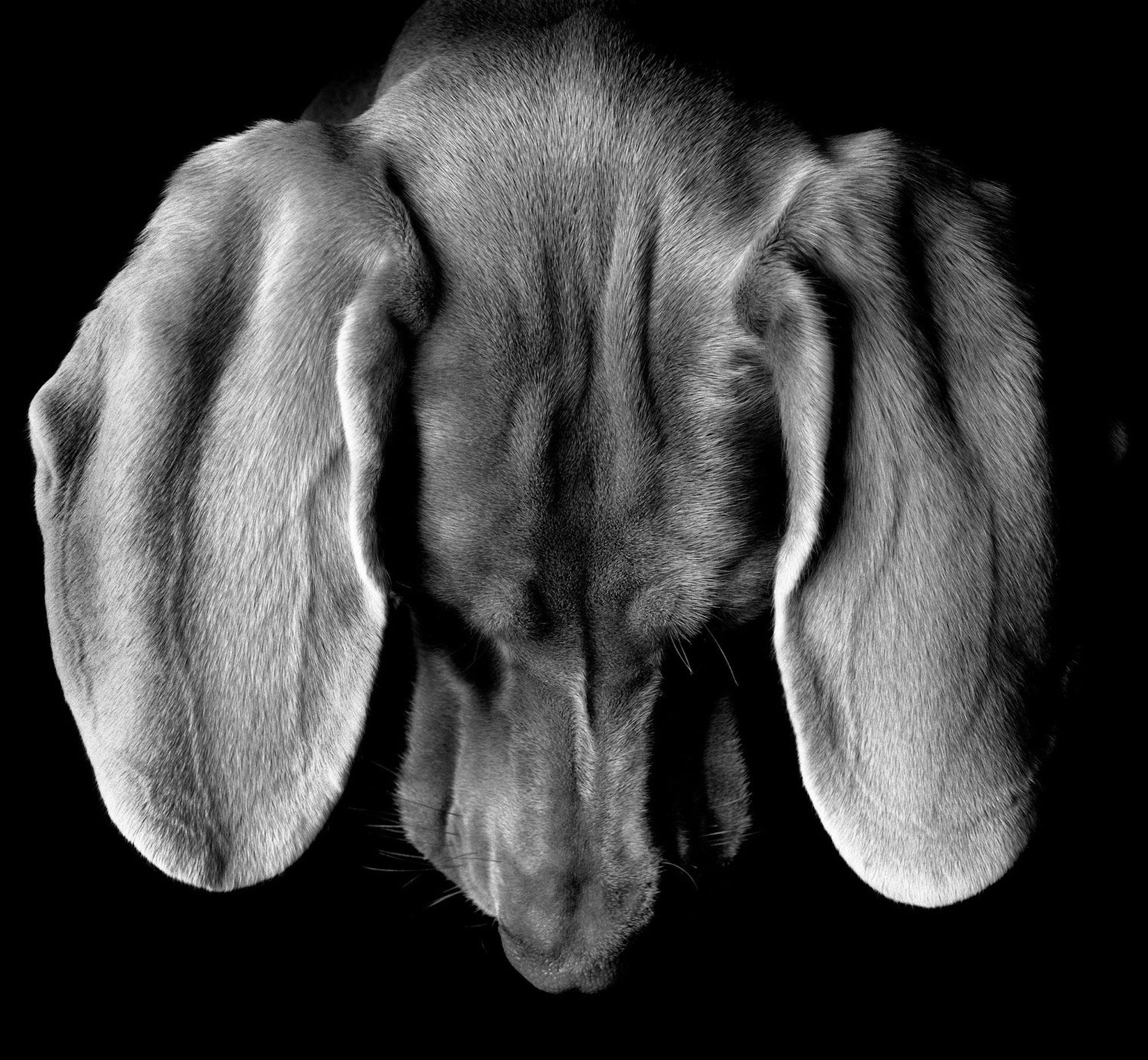 Ein Schwarz-Weiß-Foto vom Scheitel eines Hundes.