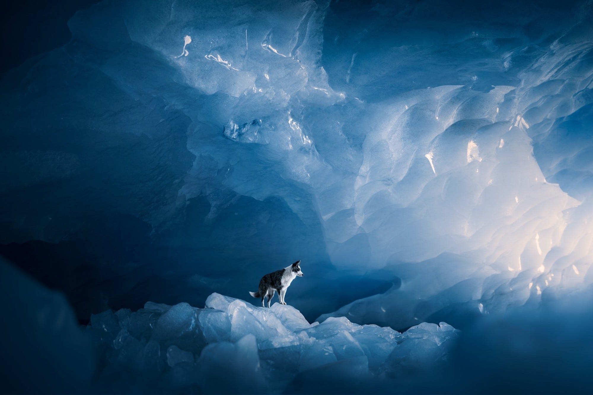 Ein schwarz-weißer Hund steht in einer blau gefärbten Eishöhle.