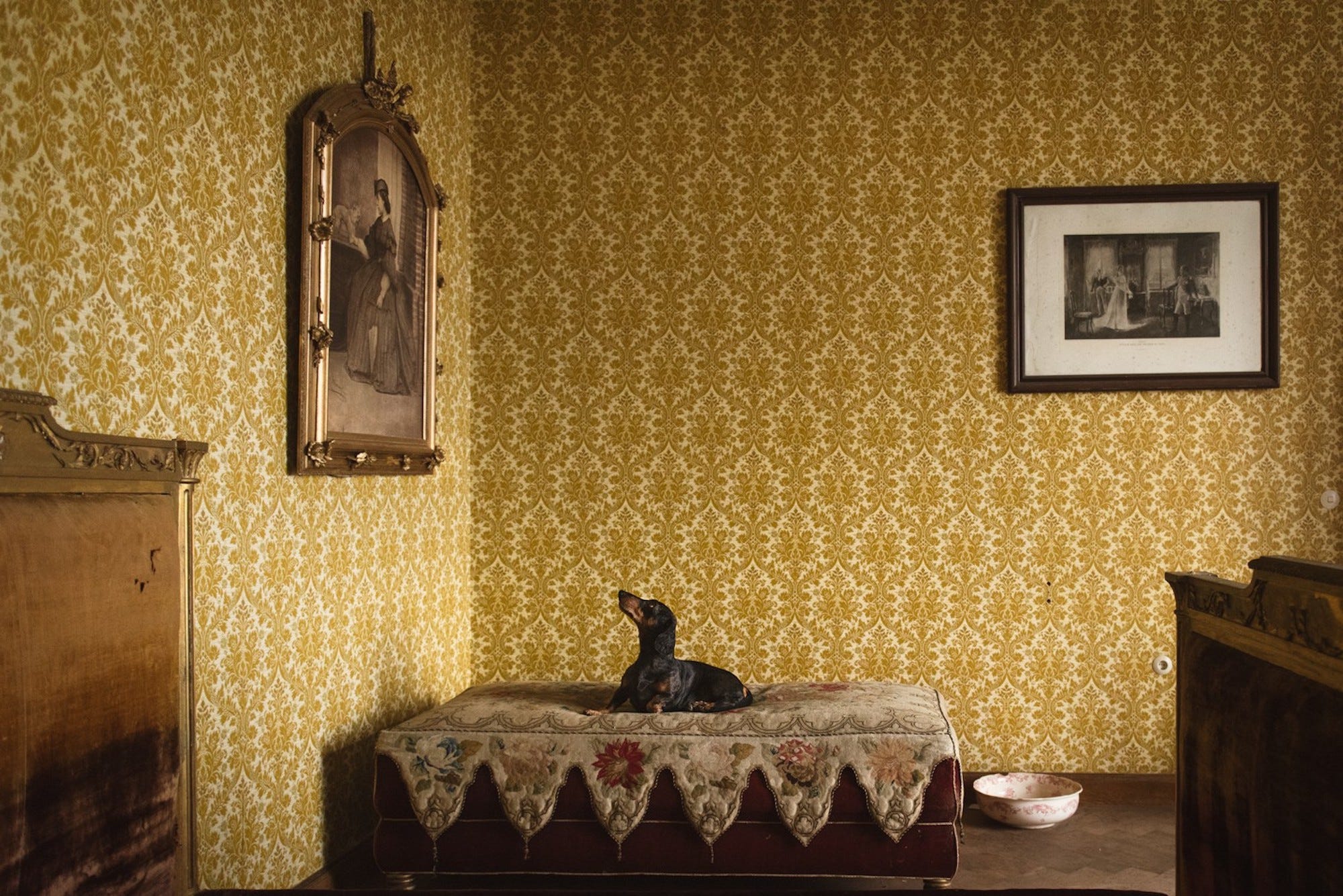 Ein Dackel sitzt auf einem Bett und blickt zu einem Porträt in einem Raum mit gelben Wänden auf.