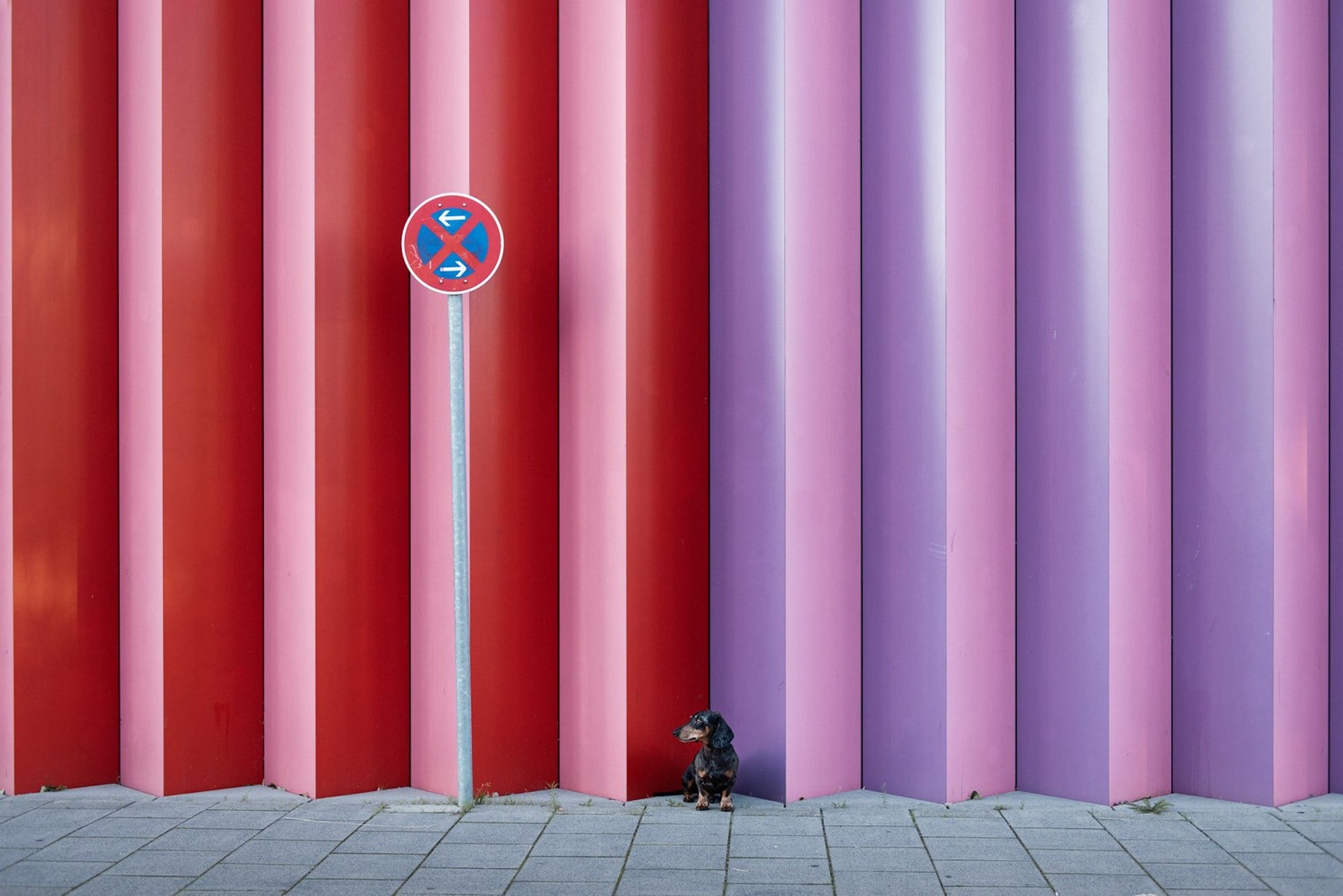 Ein kleiner Dackel steht vor einer rot-lila Wand.