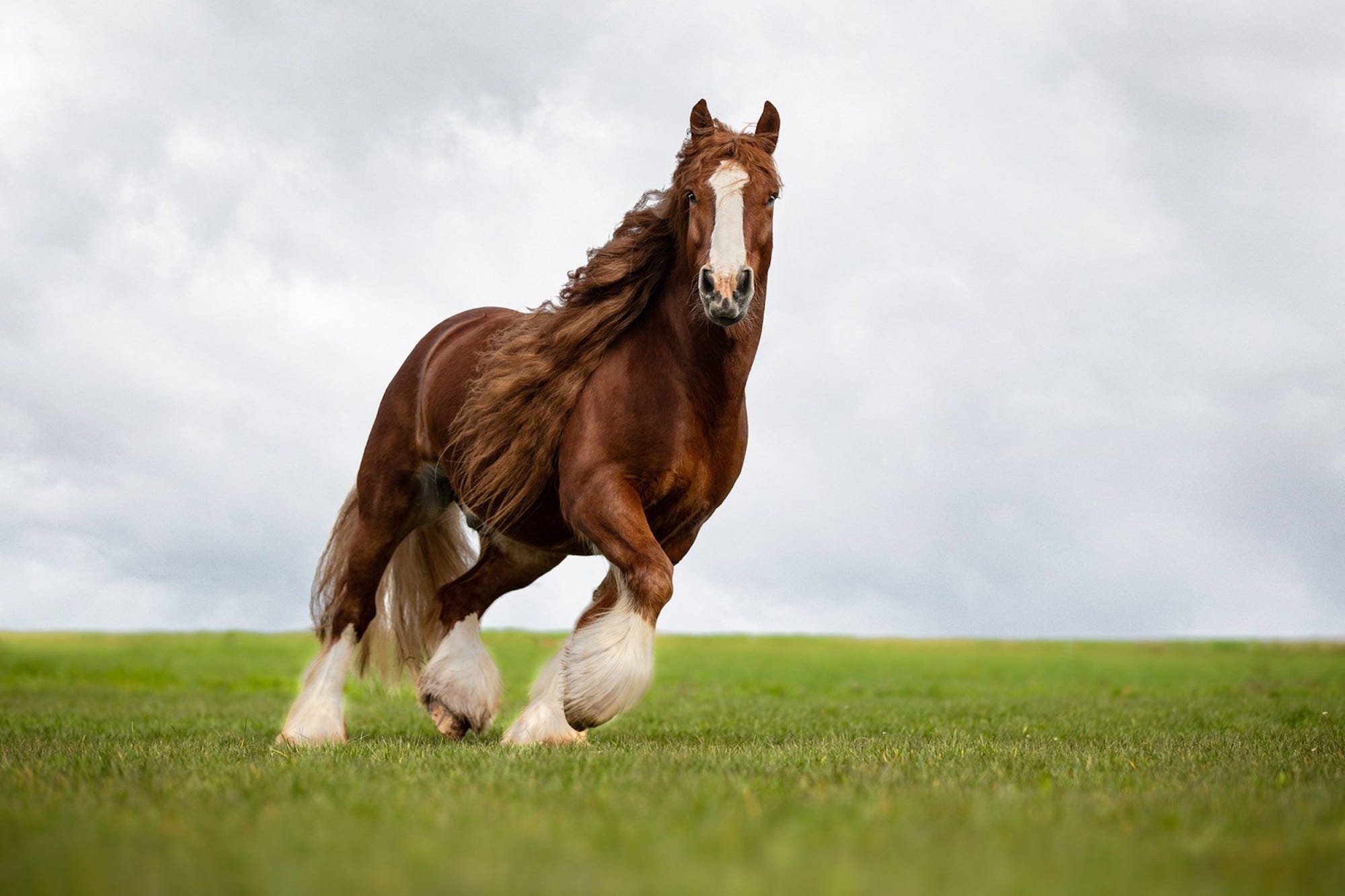 Ein Pferd rennt an einem bewölkten Tag durch ein Feld.
