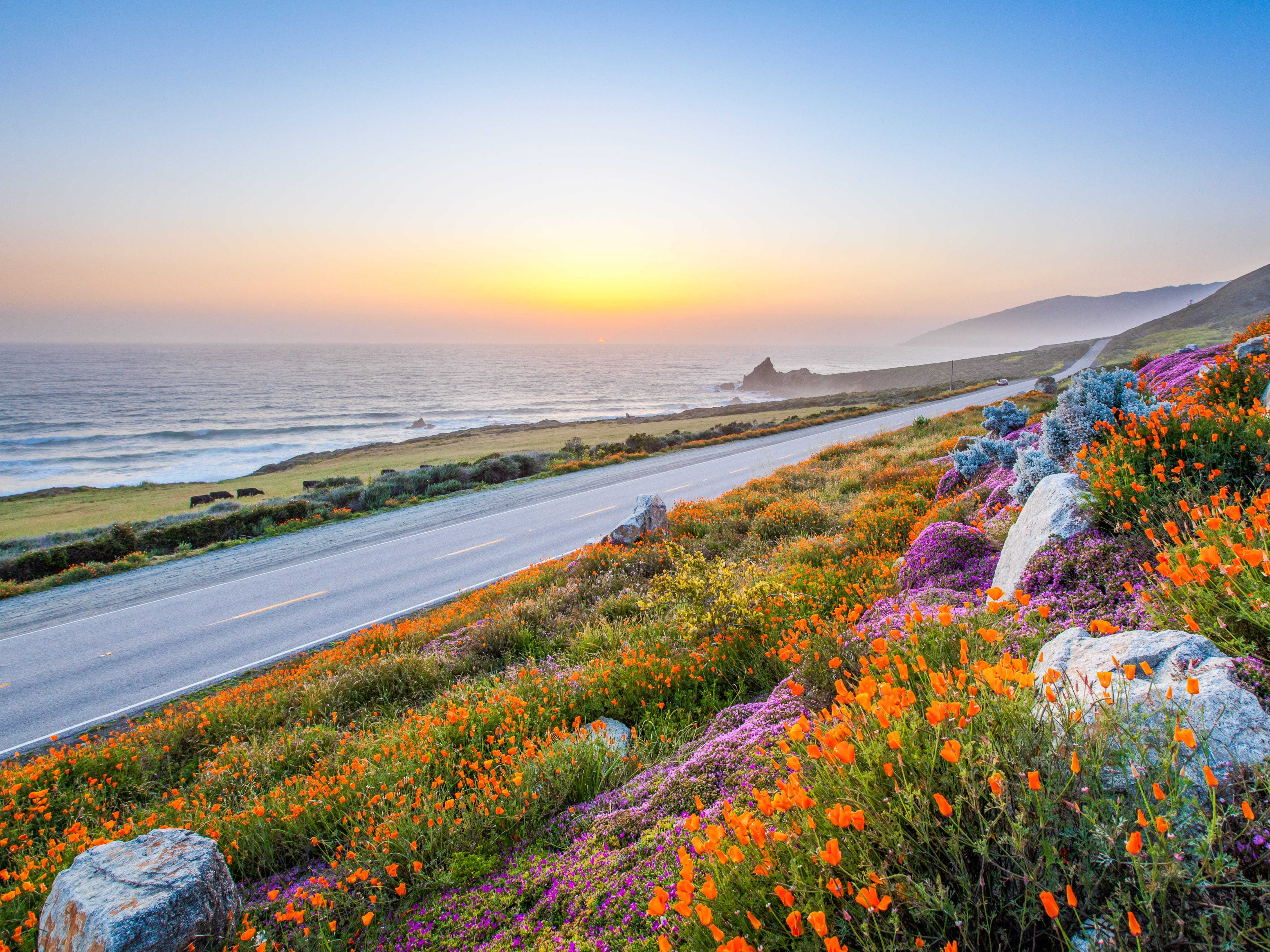 Wilde Blumen und die kalifornische Küste in Big Sur bei Sonnenuntergang