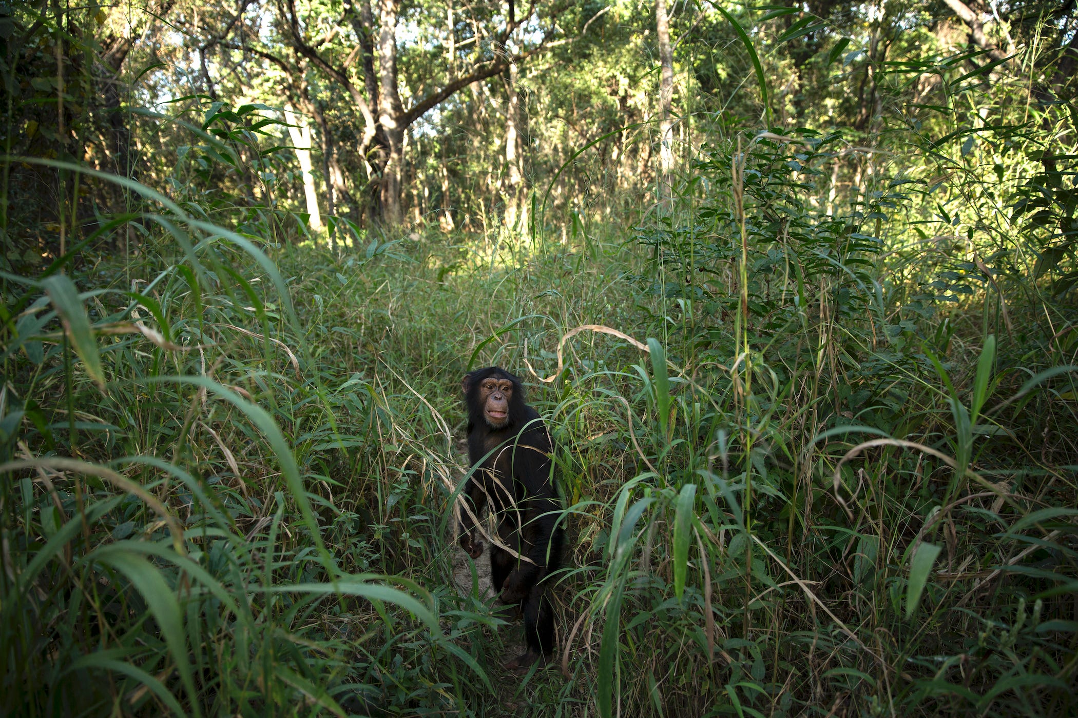 Die 6-jährige Schimpansin Tya schaut während eines Buschspaziergangs im Chimpanzee Conservation Centre (CCC) am 30. November 2015 in Somoria, Guinea, aus dem Gras